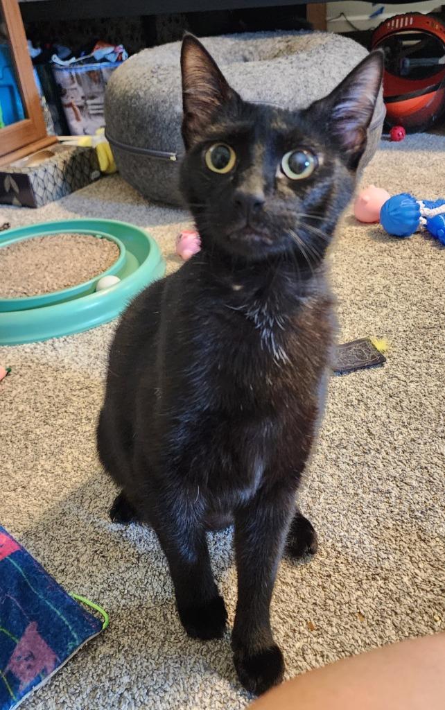 Enlarge Linus, a Adoptable mixed breed in Evans, GA image 3/6