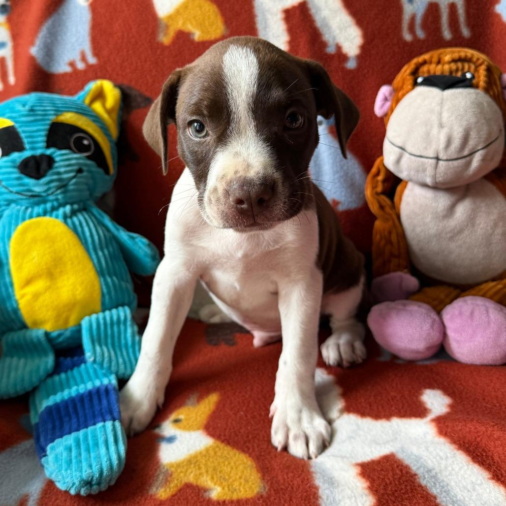 Enlarge Zephyr, a Adoptable mixed breed in Normal, IL image 1/6