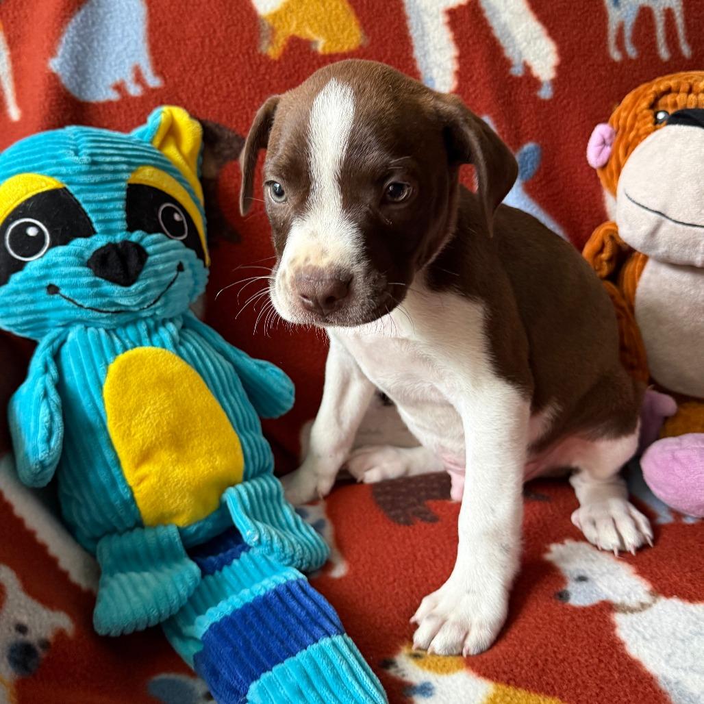 Enlarge Zephyr, a Adoptable mixed breed in Normal, IL image 2/6
