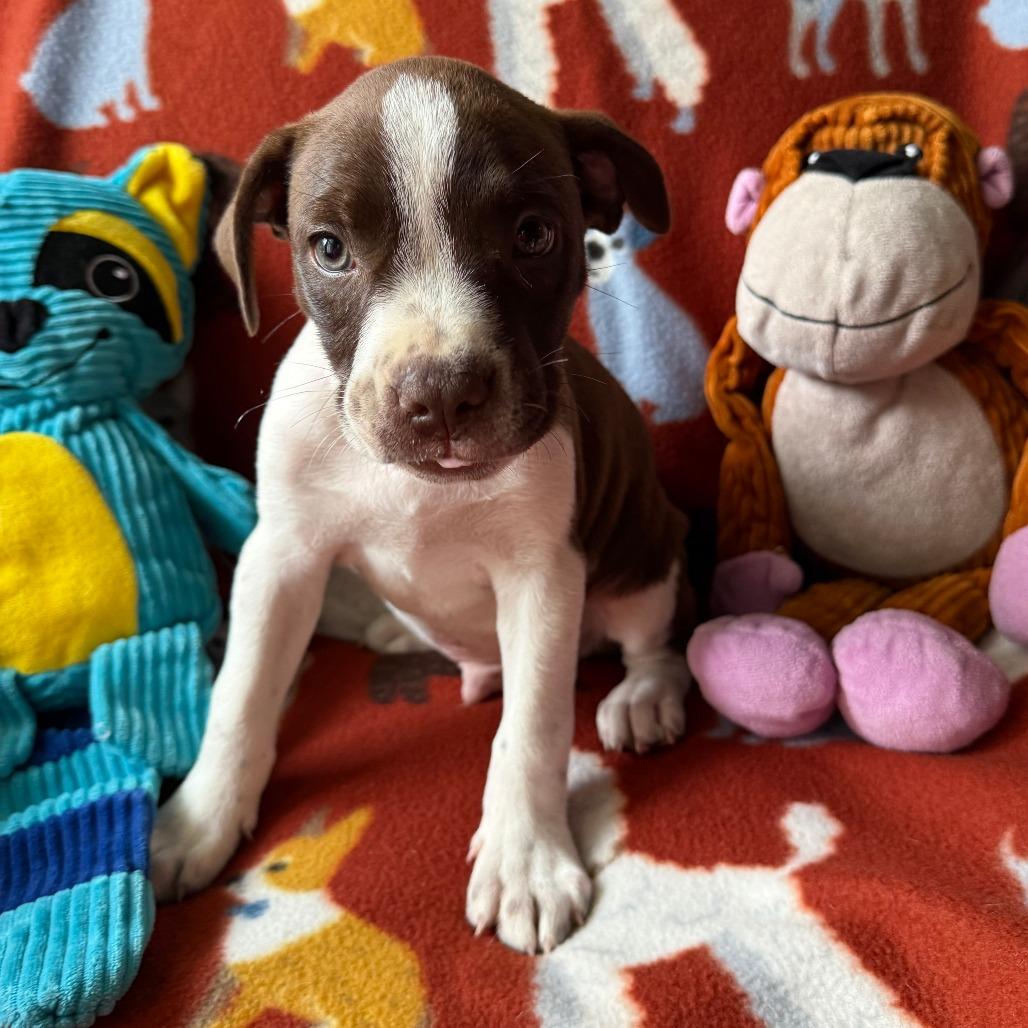 Enlarge Zephyr, a Adoptable mixed breed in Normal, IL image 3/6