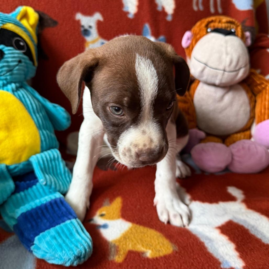 Enlarge Zephyr, a Adoptable mixed breed in Normal, IL image 4/6