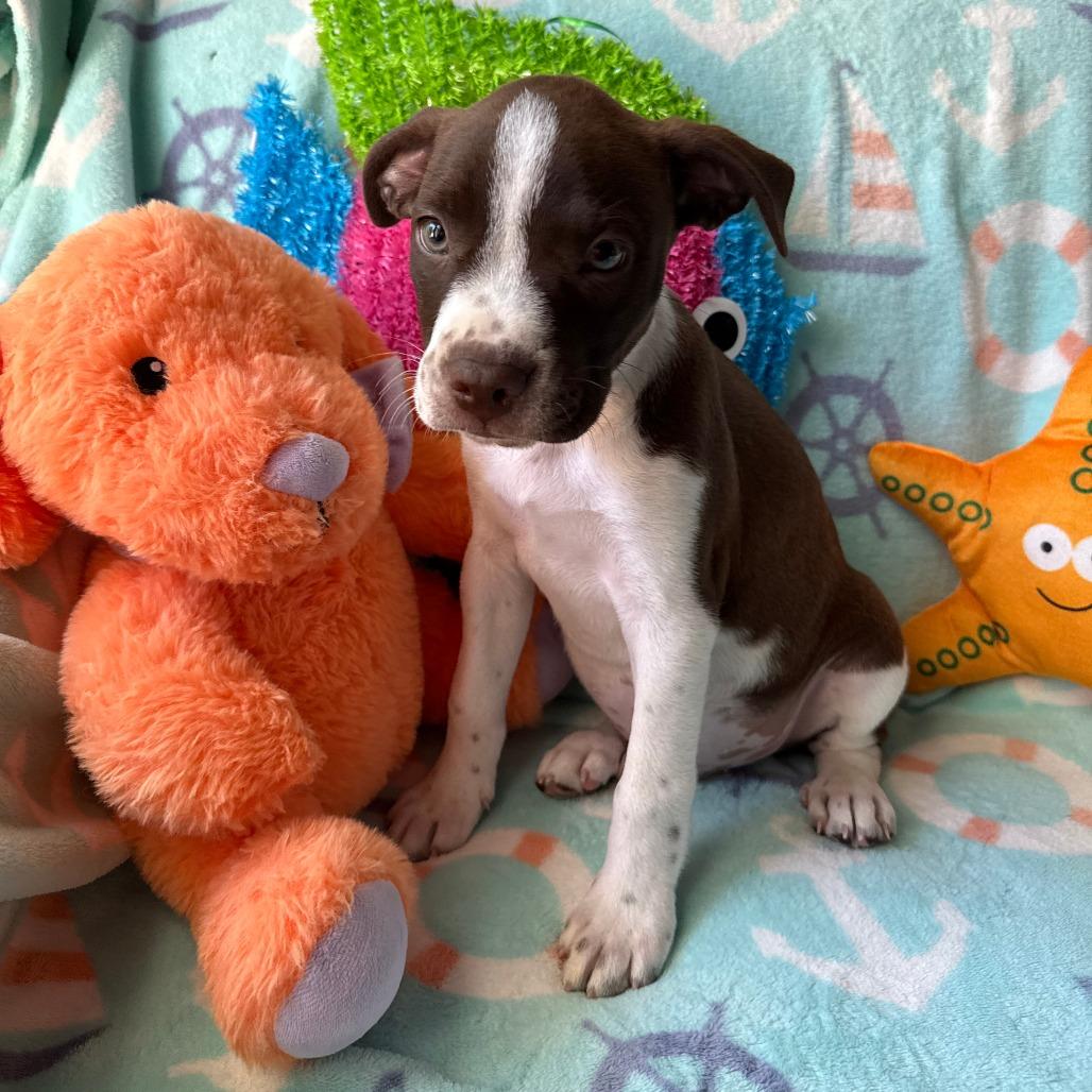 Enlarge Zephyr, a Adoptable mixed breed in Normal, IL image 6/6