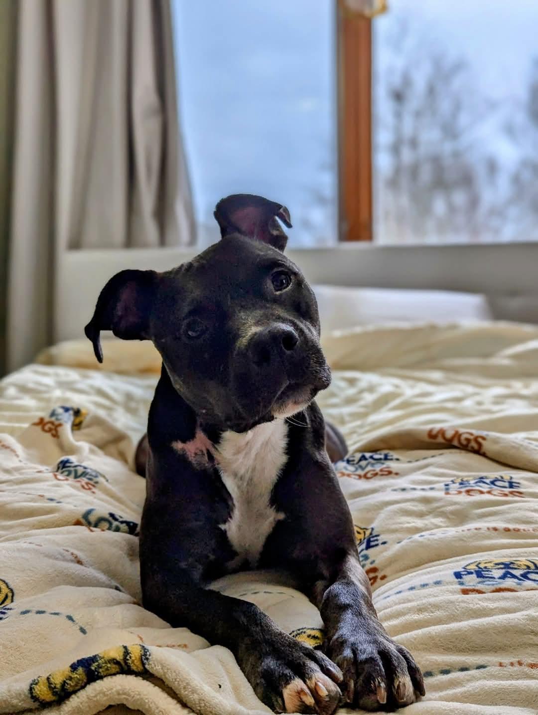 Arthur.   tinycauseadopt@gmail.com photo 4