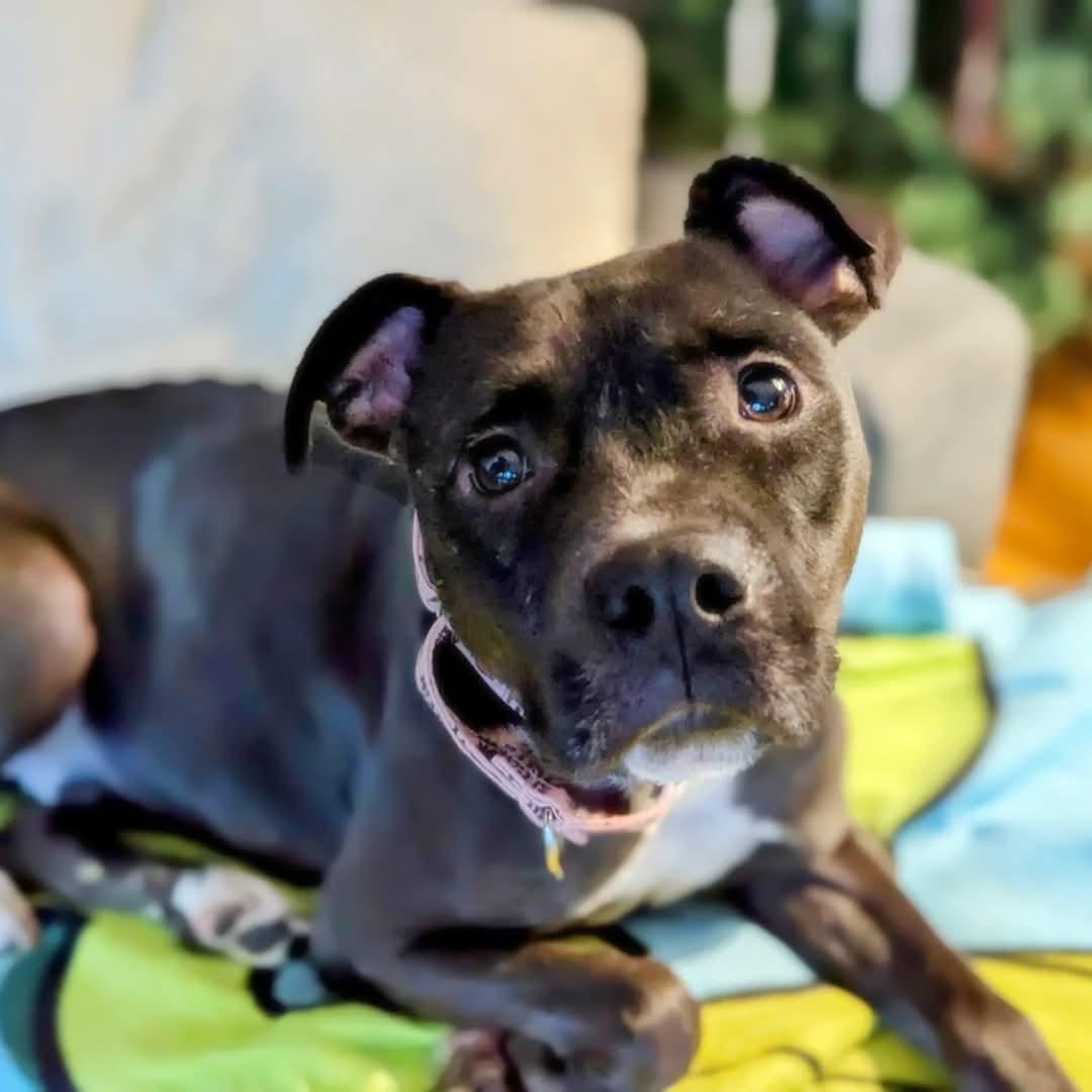 Arthur.   tinycauseadopt@gmail.com
