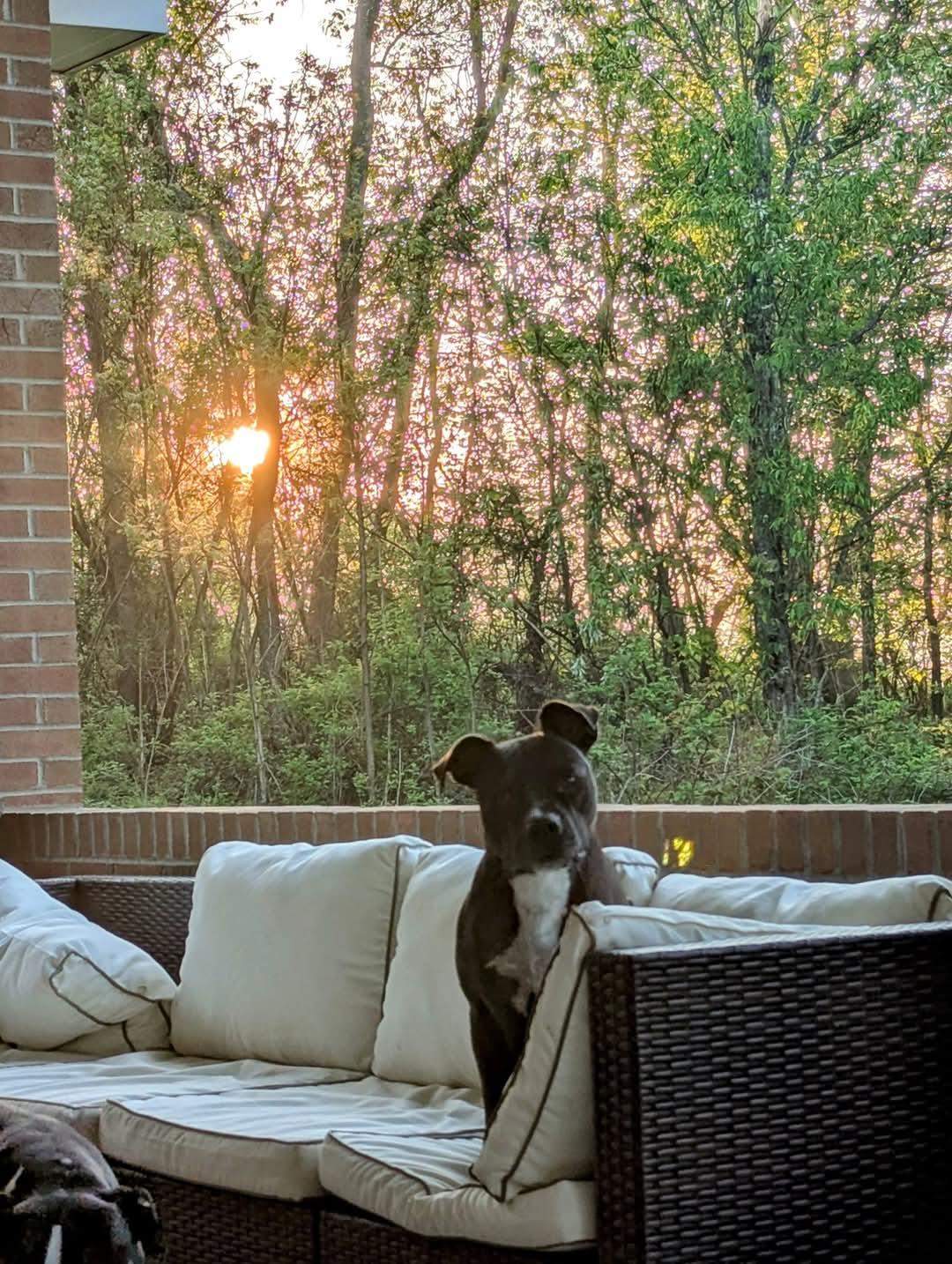 Arthur.   tinycauseadopt@gmail.com, Young Male Pit Bull Terrier