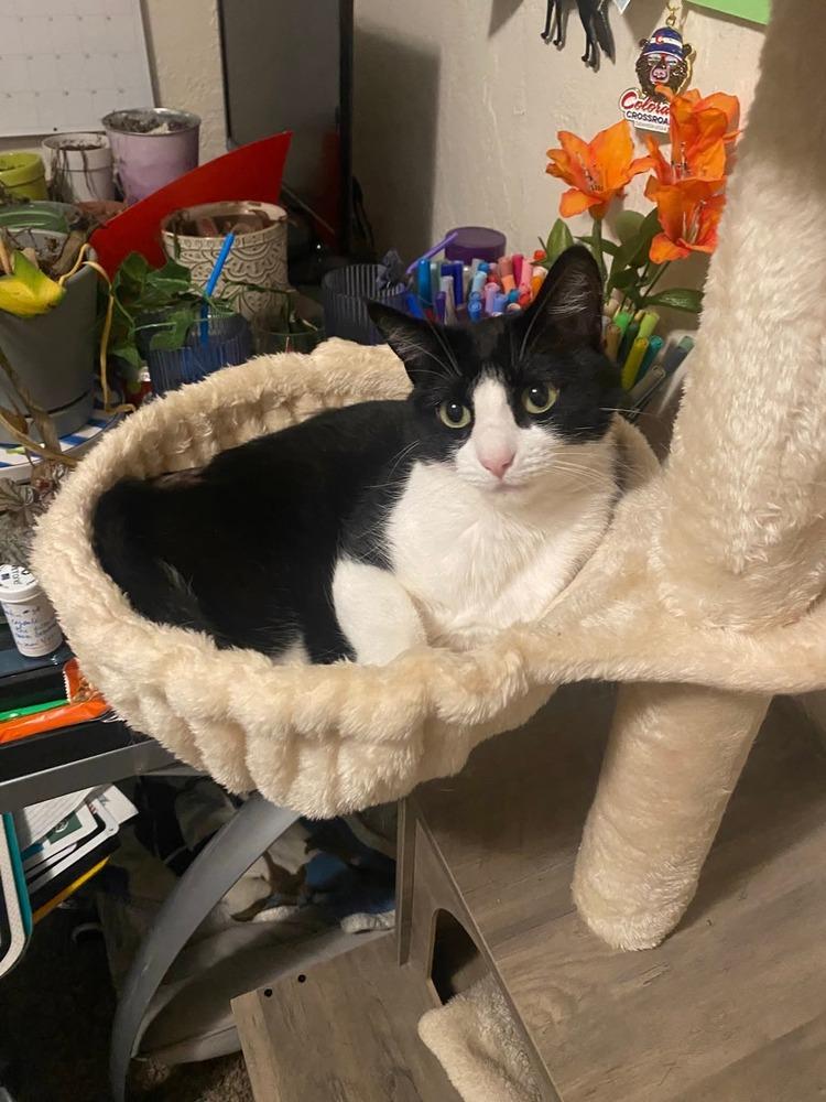 Stella, Adoptable, Adult Female Domestic Short Hair.