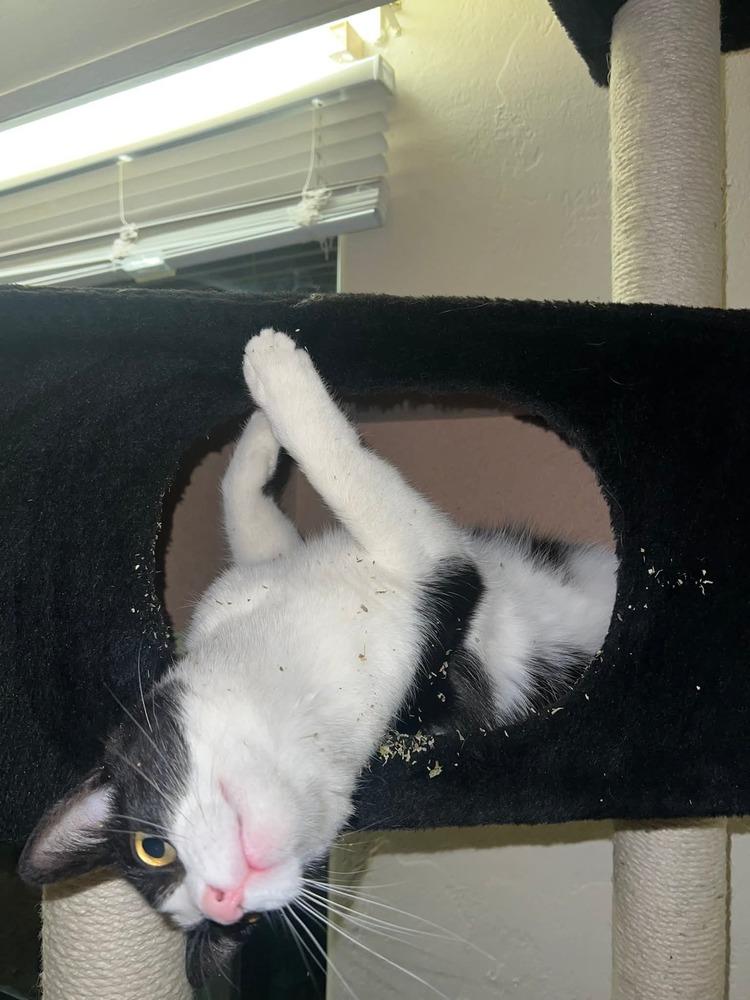 Stella, a Adoptable Domestic Short Hair in Cortez, CO image 2/2