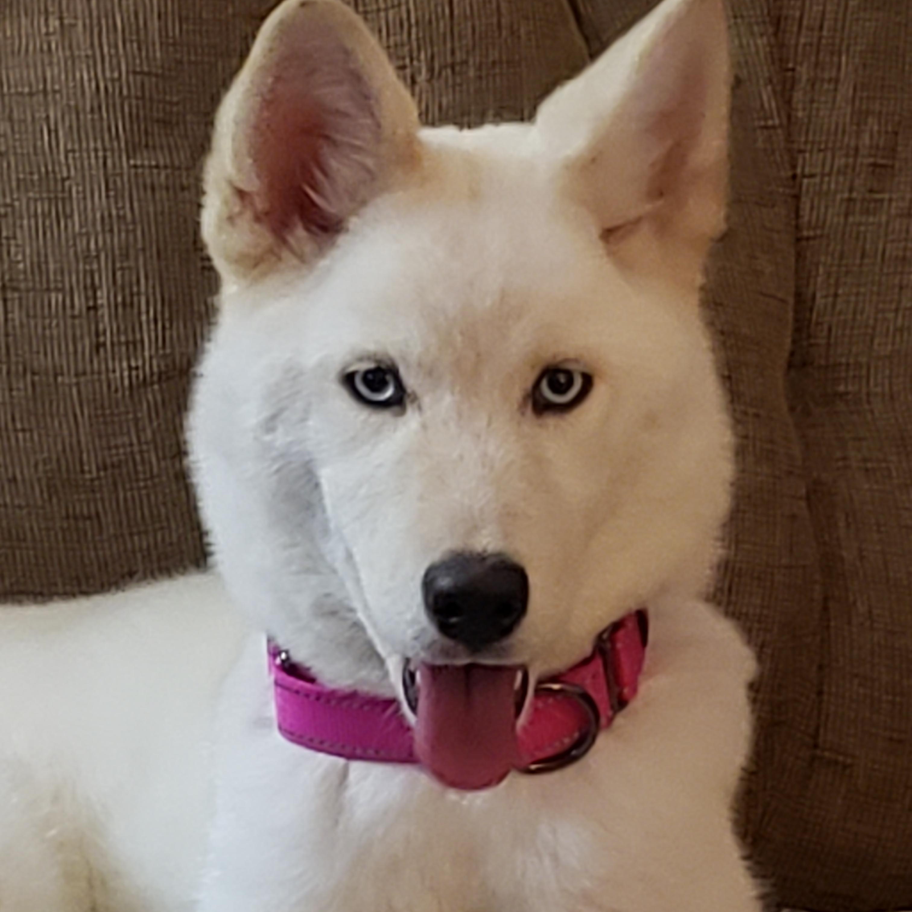 Enlarge Lacy, a Adopted Siberian Husky in Phoenix, AZ image 1/1