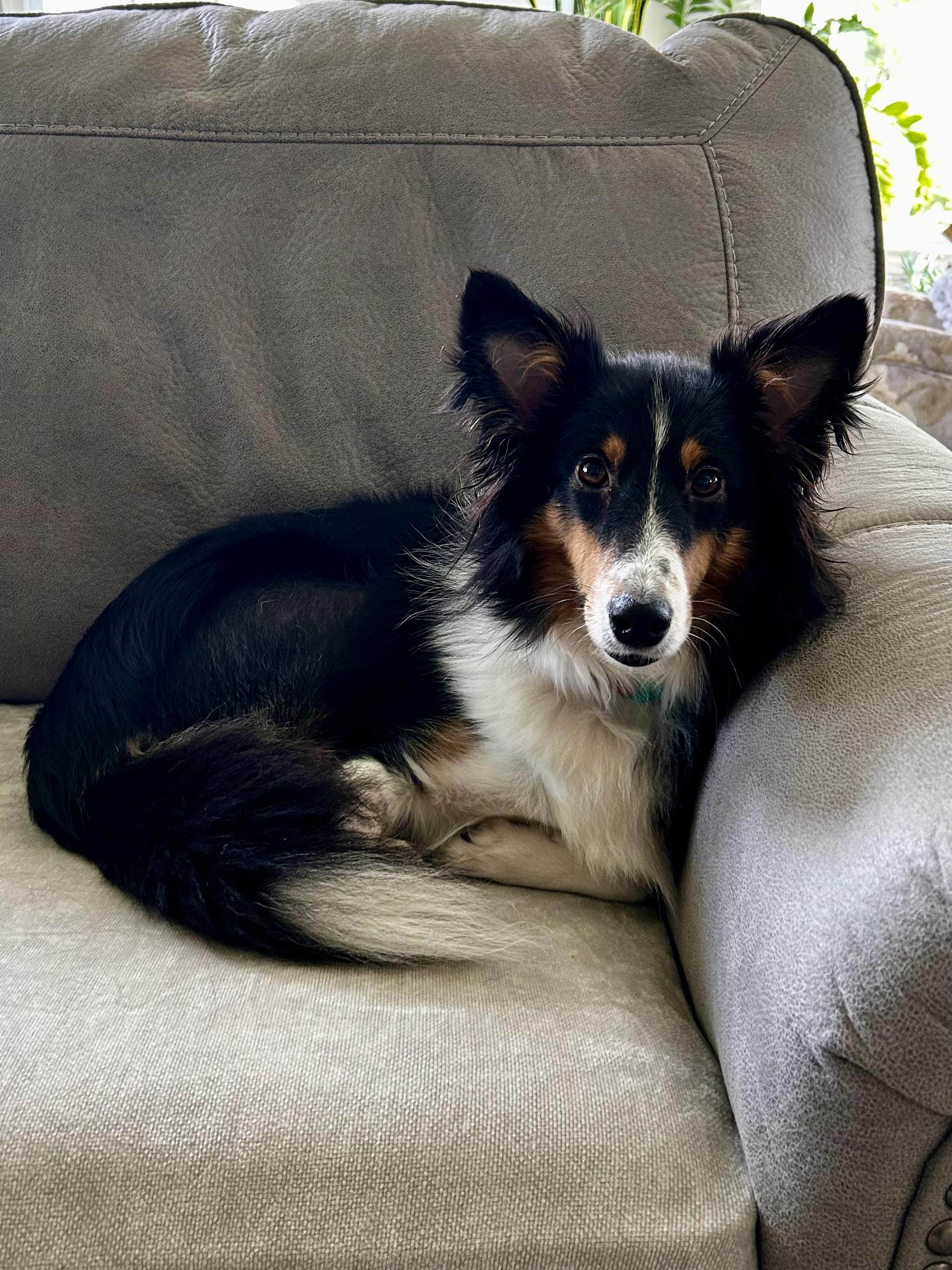 Enlarge Princess (In a temporary foster home), a Adopted Shetland Sheepdog / Sheltie in Myerstown, PA image 6/6