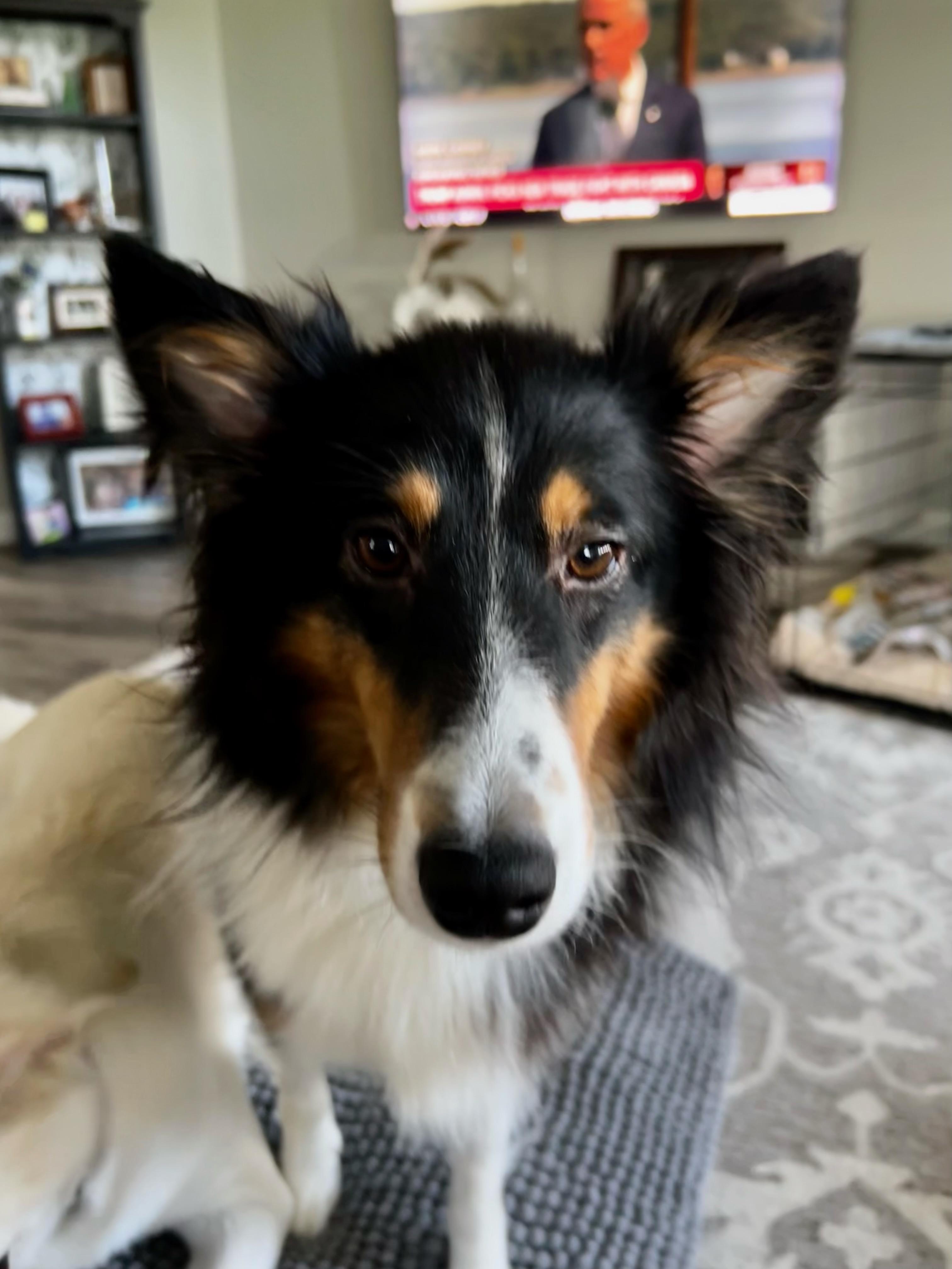 Enlarge Princess (In a temporary foster home), a Adopted Shetland Sheepdog / Sheltie in Myerstown, PA image 3/6