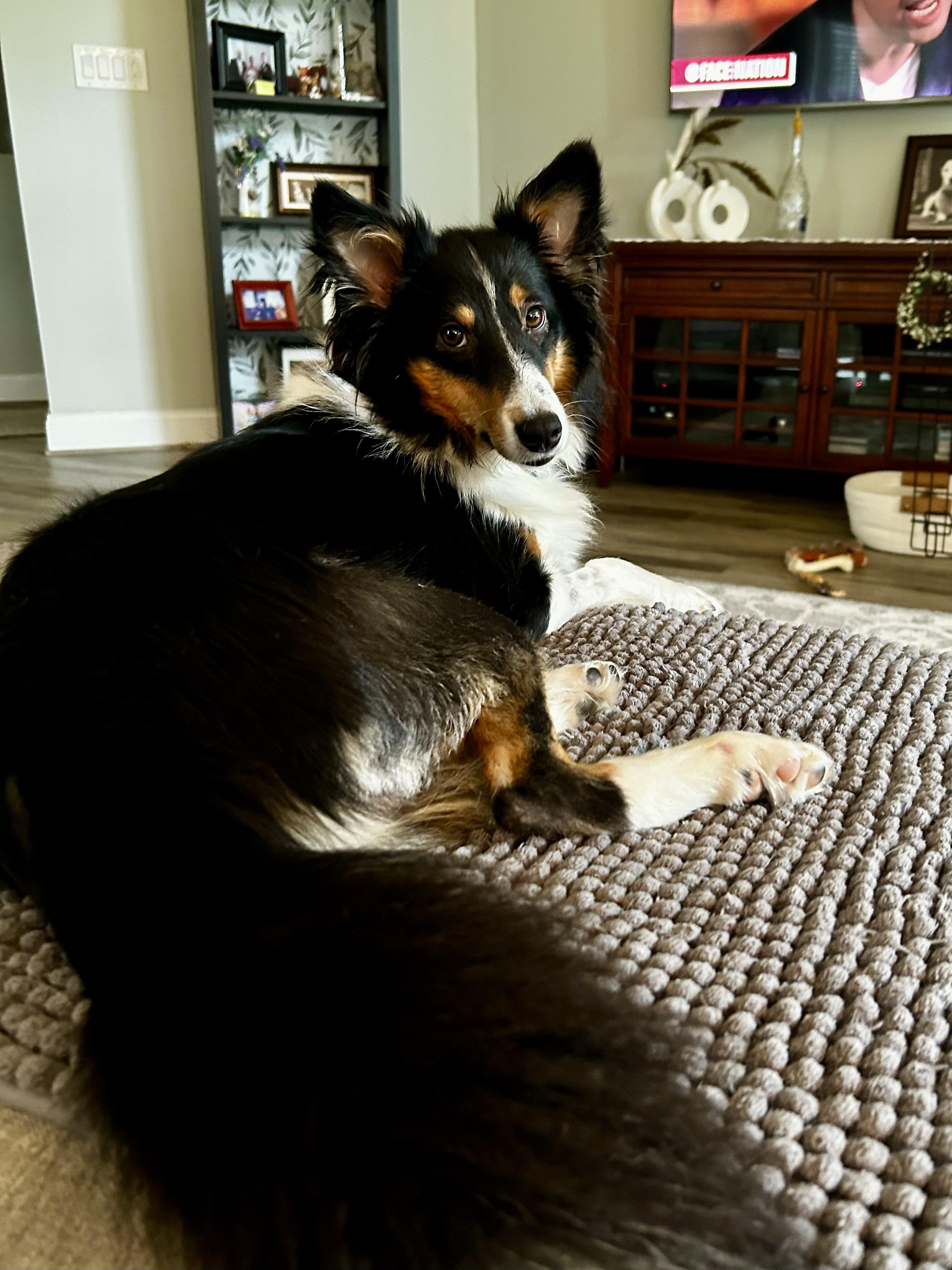 Enlarge Princess (In a temporary foster home), a Adopted Shetland Sheepdog / Sheltie in Myerstown, PA image 2/6