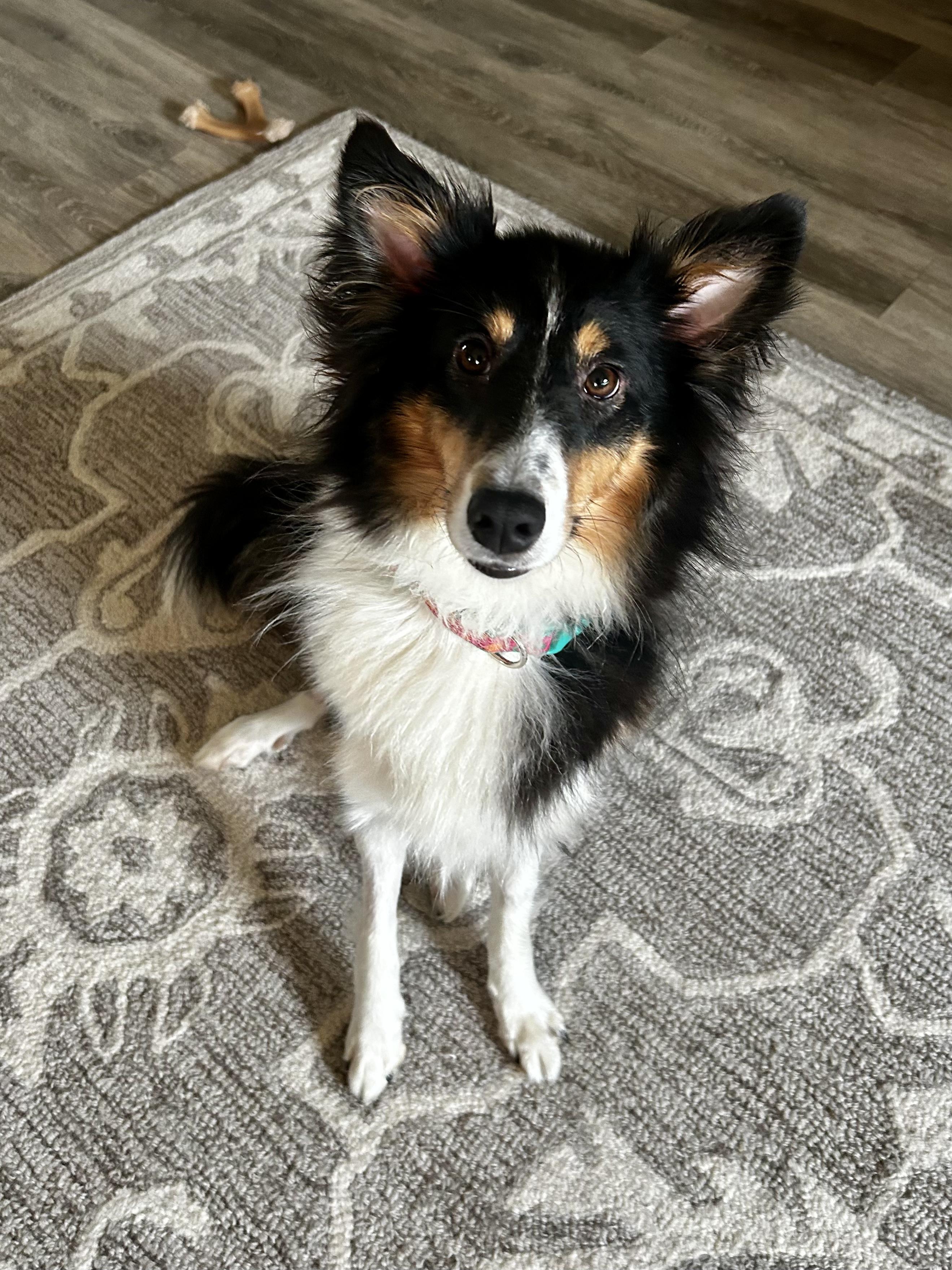 Enlarge Princess (In a temporary foster home), a Adopted Shetland Sheepdog / Sheltie in Myerstown, PA image 4/6