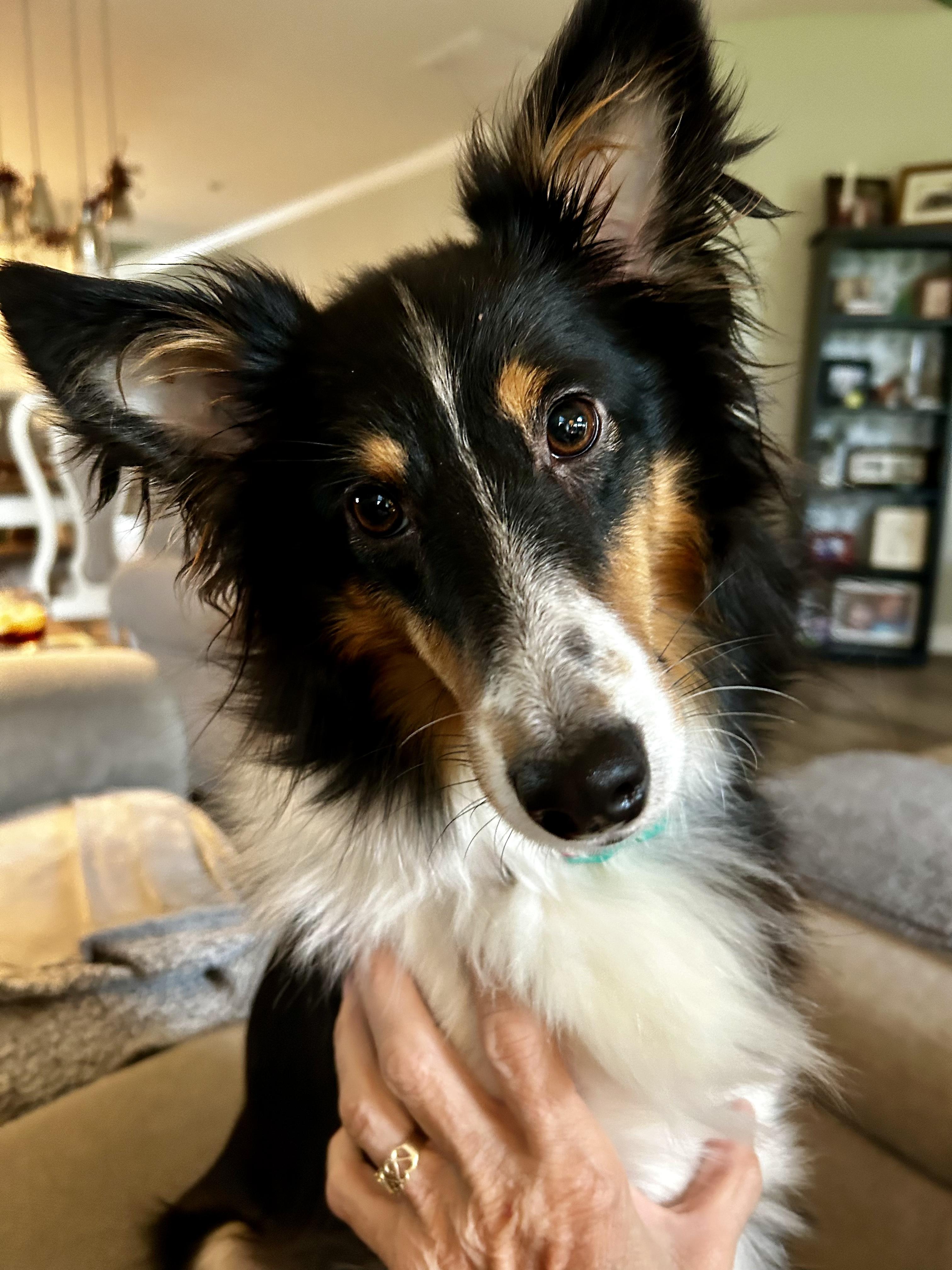 Enlarge Princess (In a temporary foster home), a Adopted Shetland Sheepdog / Sheltie in Myerstown, PA image 1/6
