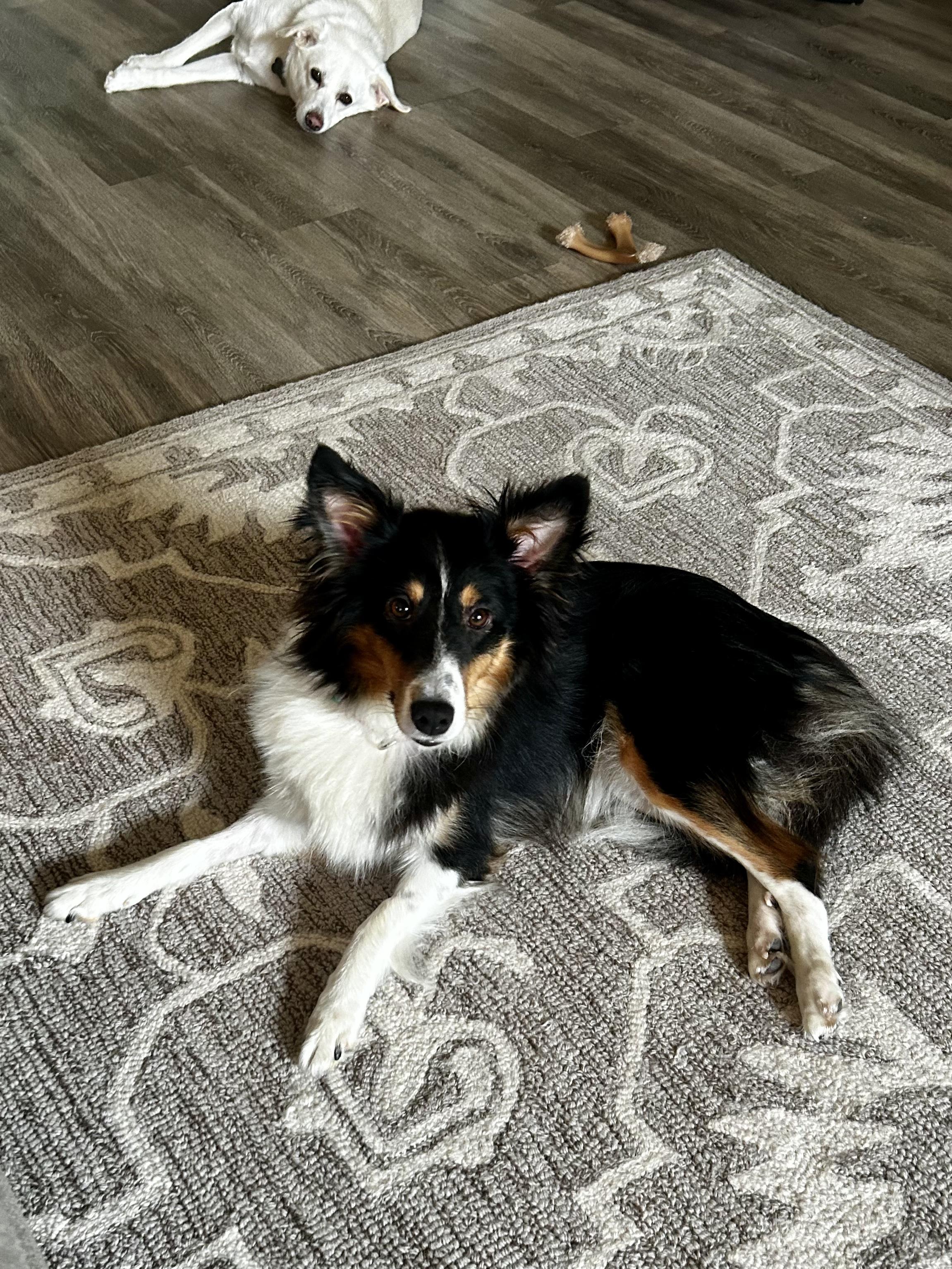 Enlarge Princess (In a temporary foster home), a Adopted Shetland Sheepdog / Sheltie in Myerstown, PA image 5/6