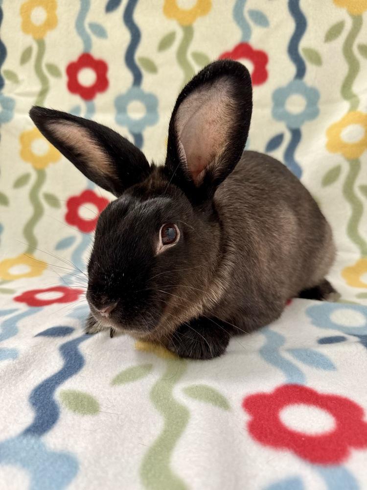 Zorro, Adoptable, Adult Male Harlequin.