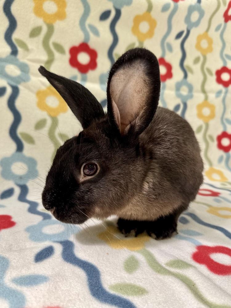 Enlarge Zorro, a Adoptable mixed breed in Gainesville, FL image 2/4