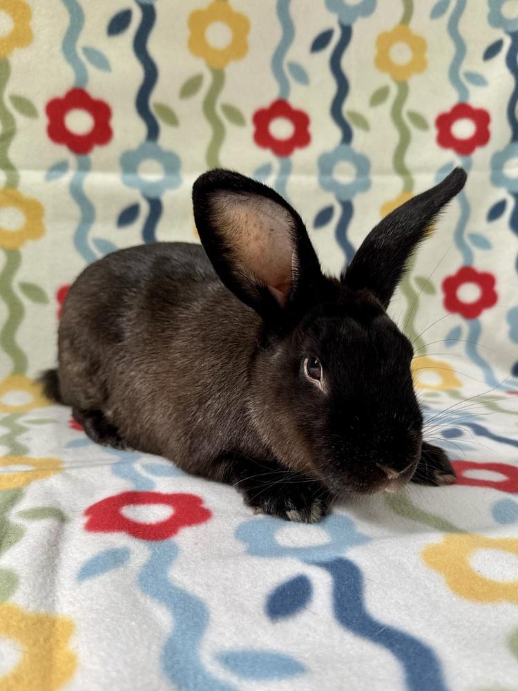Enlarge Zorro, a Adoptable mixed breed in Gainesville, FL image 3/4