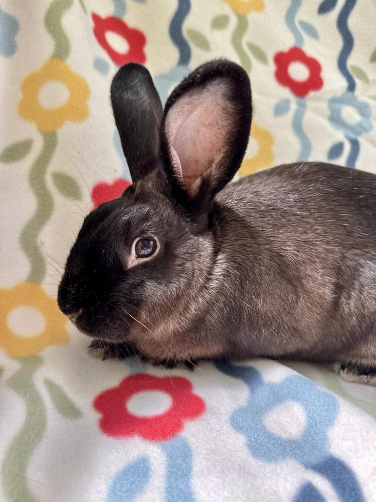 Enlarge Zorro, a Adoptable mixed breed in Gainesville, FL image 4/4