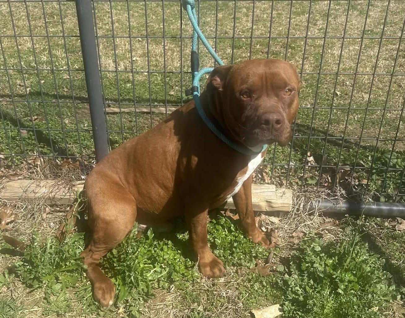 Enlarge Dozer, a ADOPTABLE mixed breed in Homer Glen, IL image 2/2
