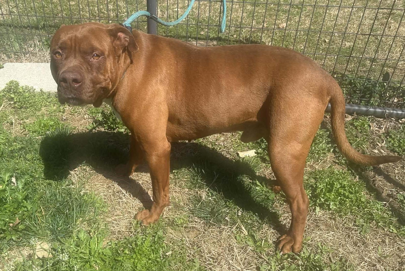 Dozer, ADOPTABLE, Adult Male Boxer & American Staffordshire Terrier.