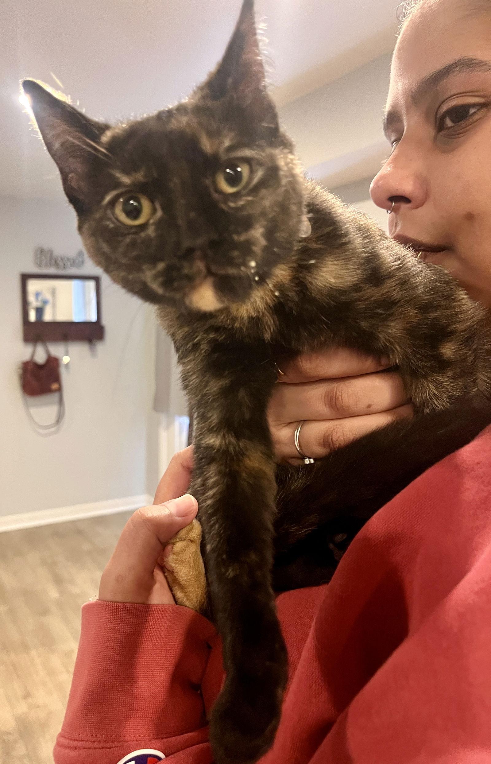 *Cinnamon, Adoptable, Kitten Female Domestic Short Hair.