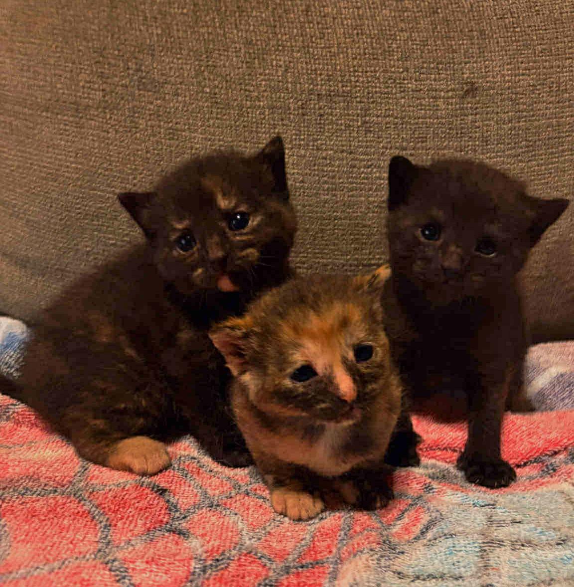 Enlarge *Cinnamon, a Adoptable Domestic Short Hair in Forest, VA image 2/3