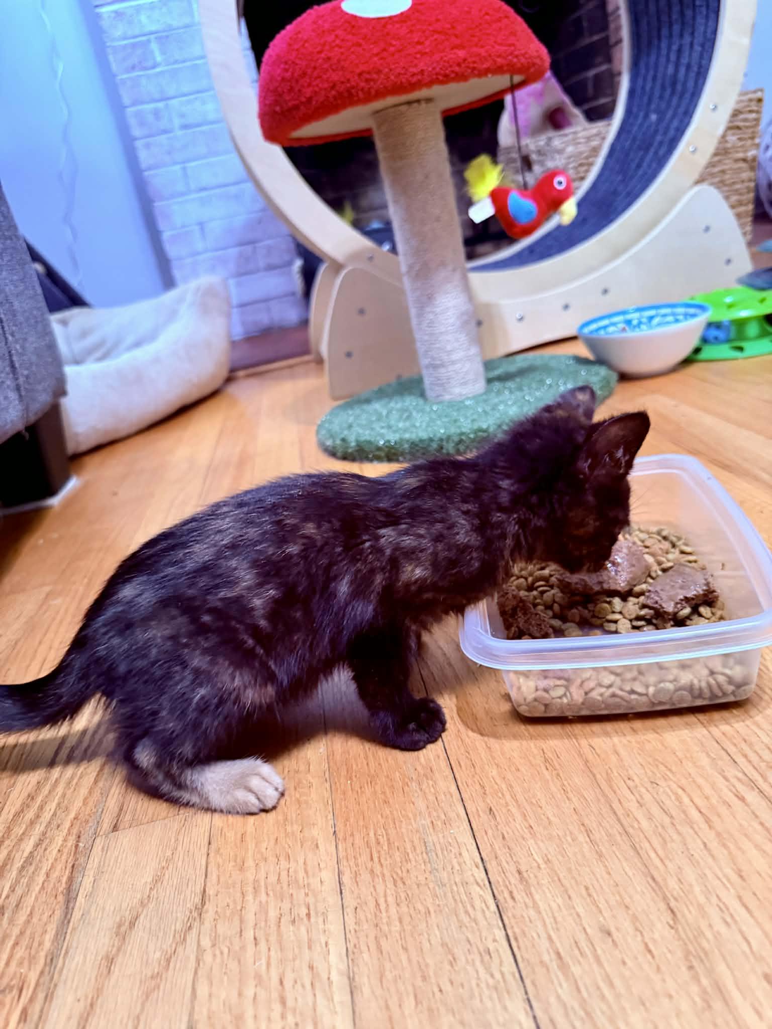 Enlarge *Cinnamon, a Adoptable Domestic Short Hair in Forest, VA image 3/3