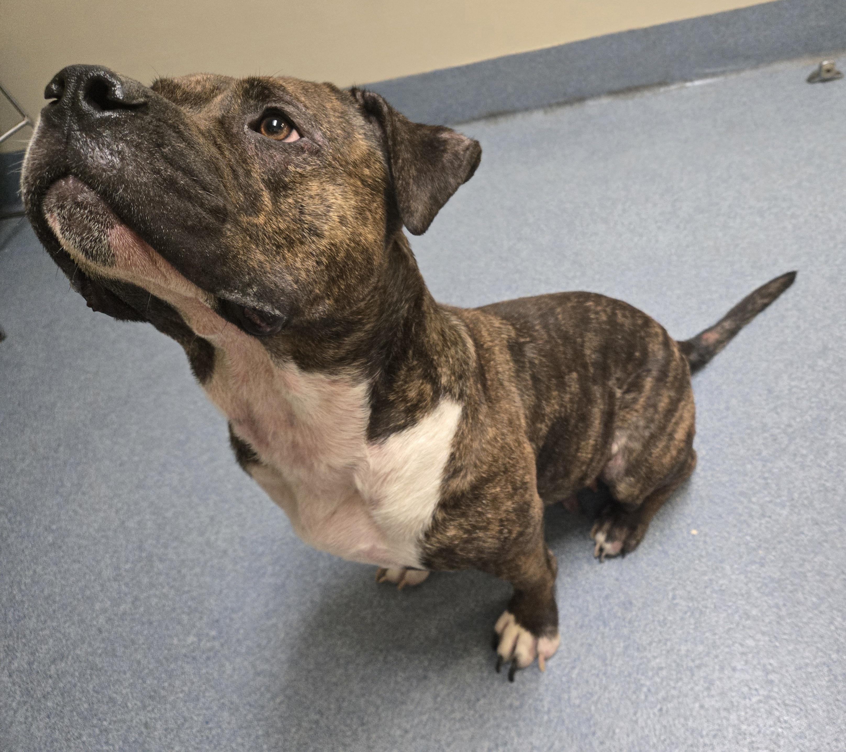 Nova, a ADOPTABLE Pit Bull Terrier in Suffolk, VA image 2/3