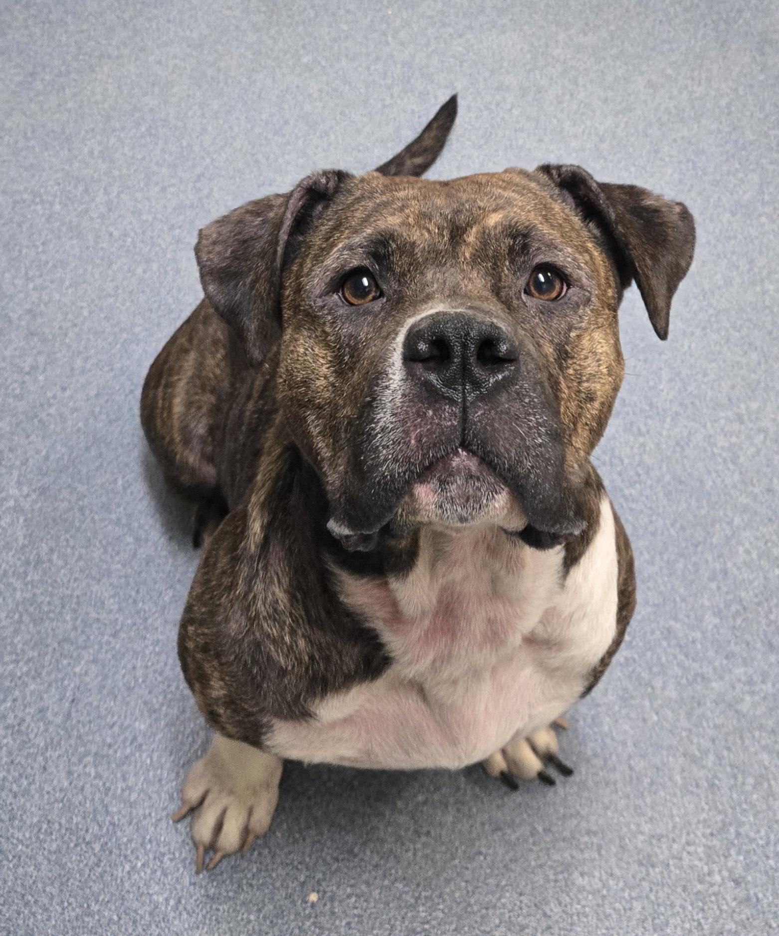Nova, a ADOPTABLE Pit Bull Terrier in Suffolk, VA image 3/3
