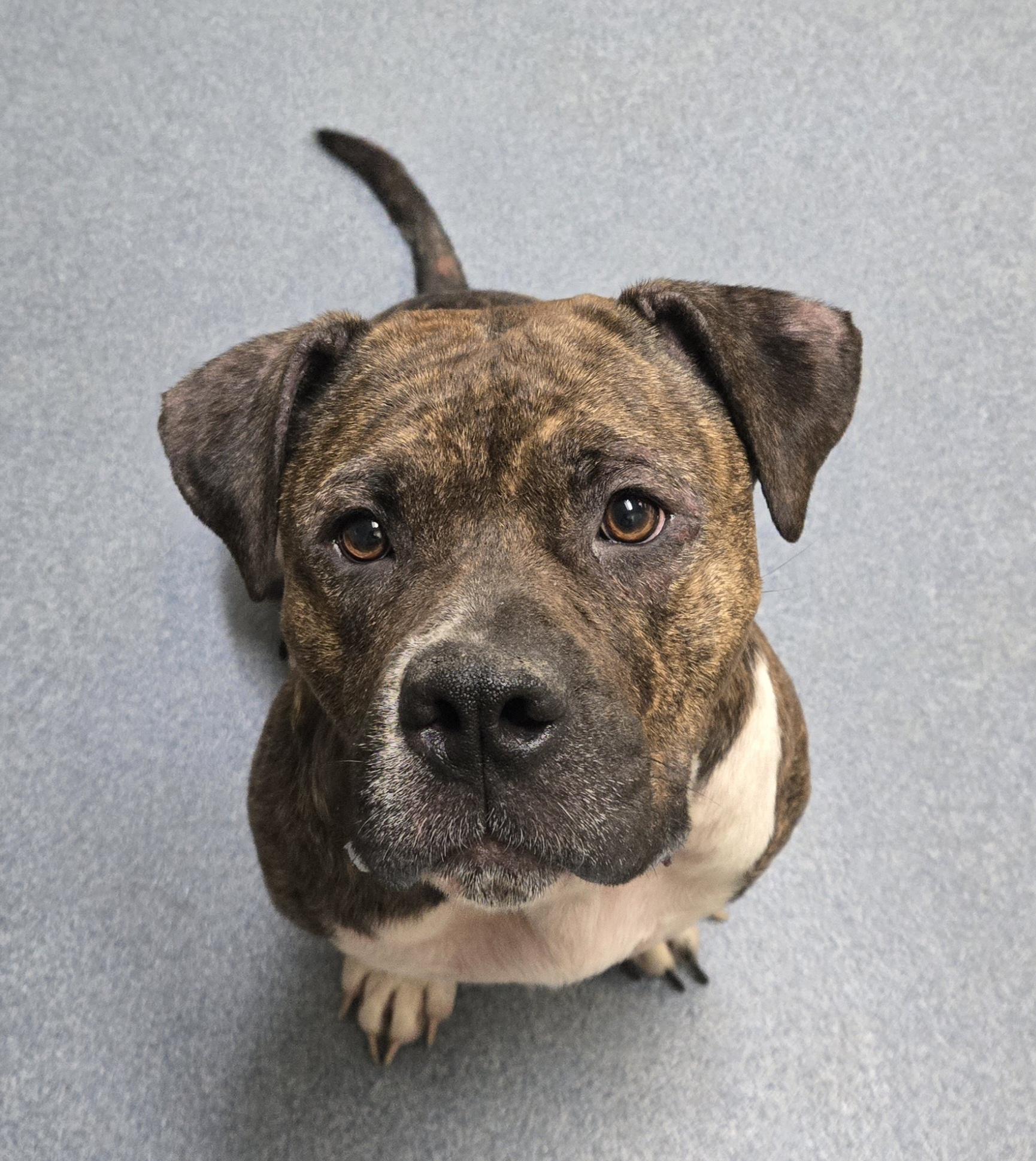Nova, ADOPTABLE, Adult Female Pit Bull Terrier.