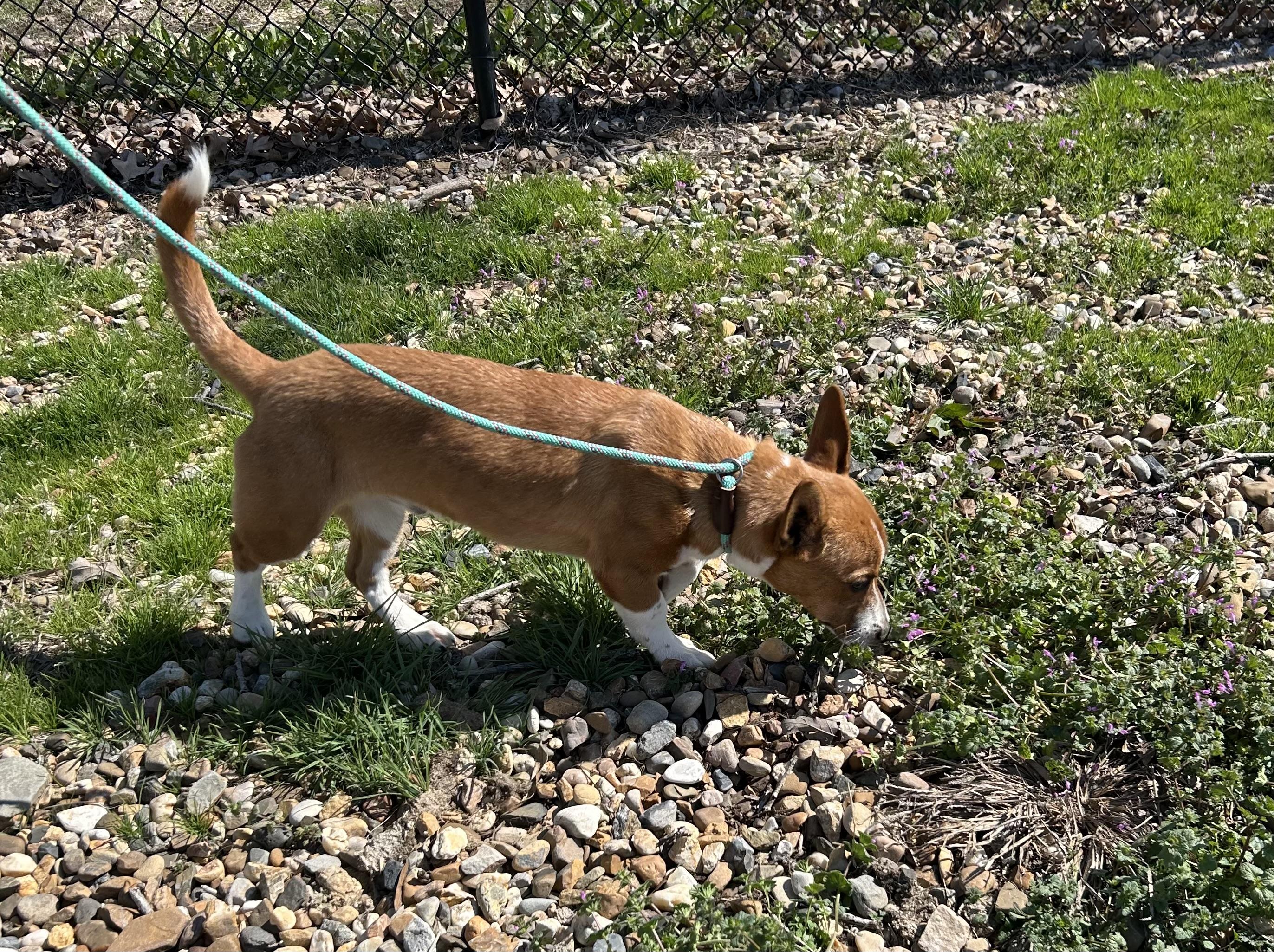 Enlarge Kirby, an adopted mixed breed in Paris, TX image 3/3