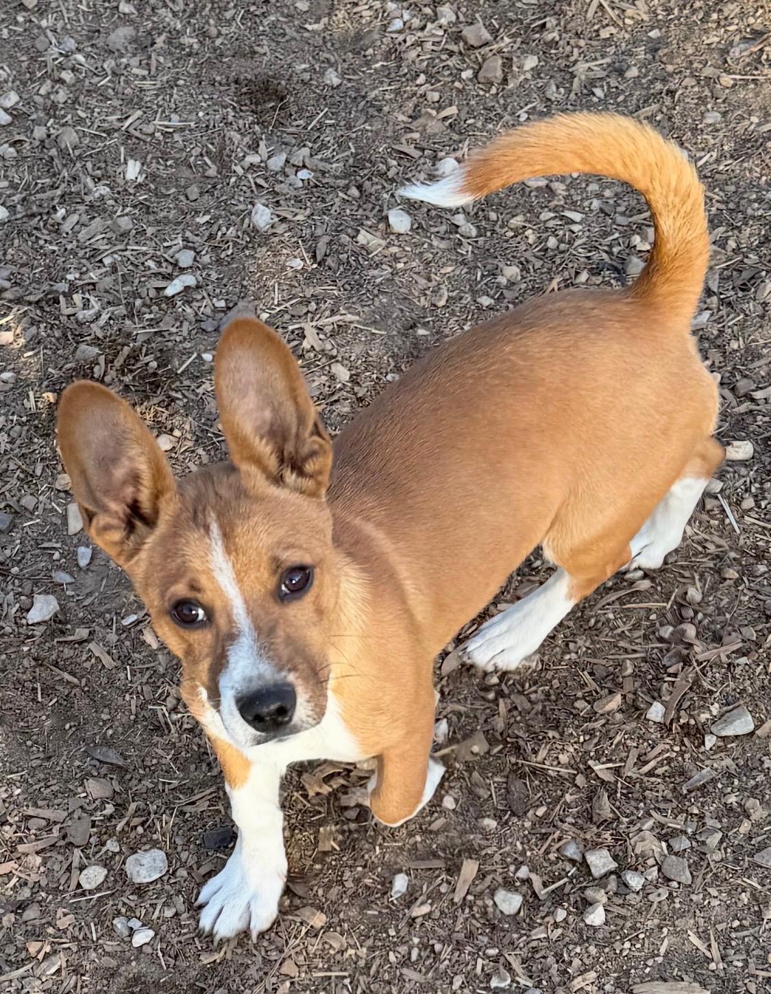 Enlarge Kirby, an adopted mixed breed in Paris, TX image 1/3