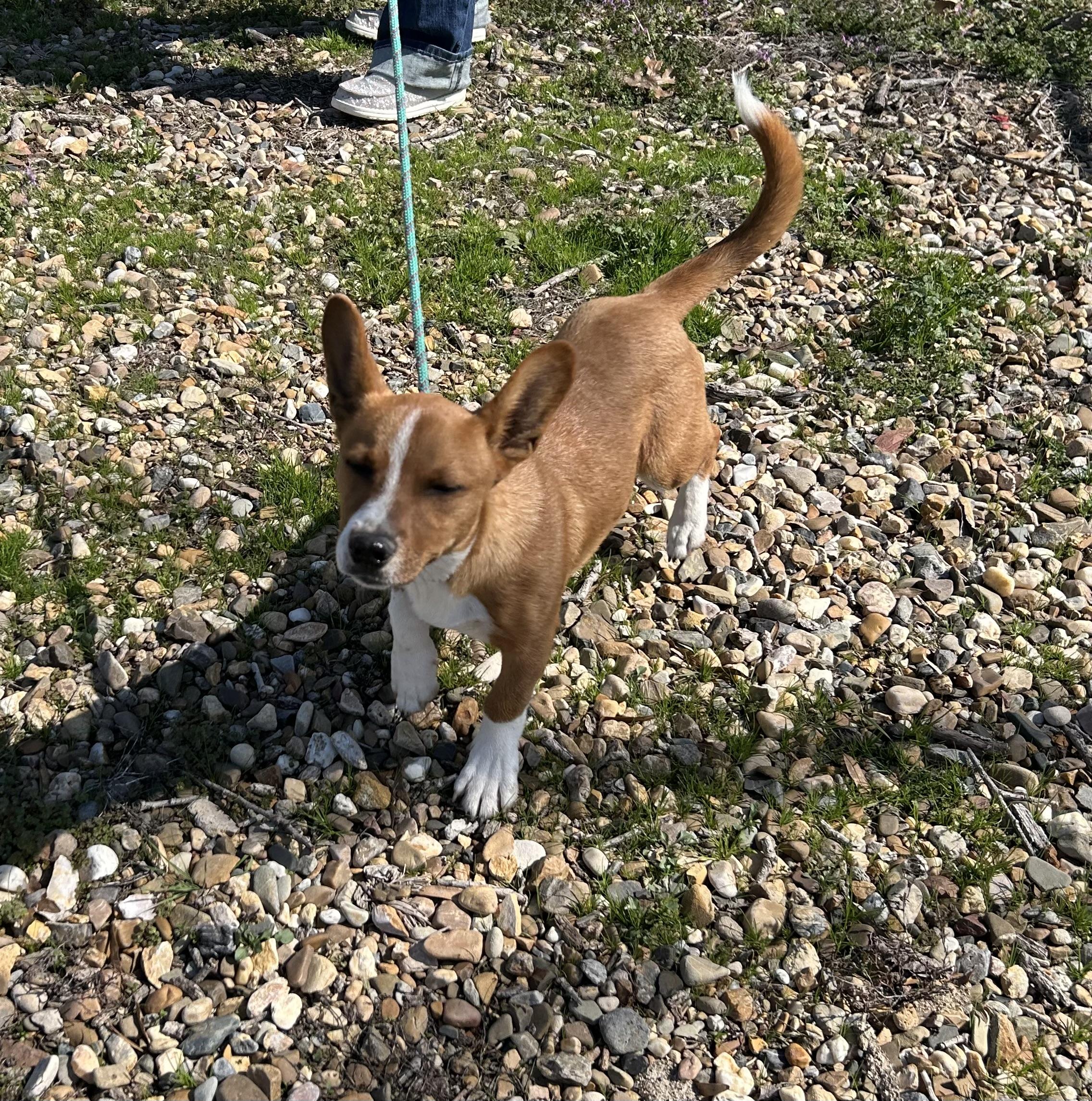 Enlarge Kirby, an adopted mixed breed in Paris, TX image 2/3
