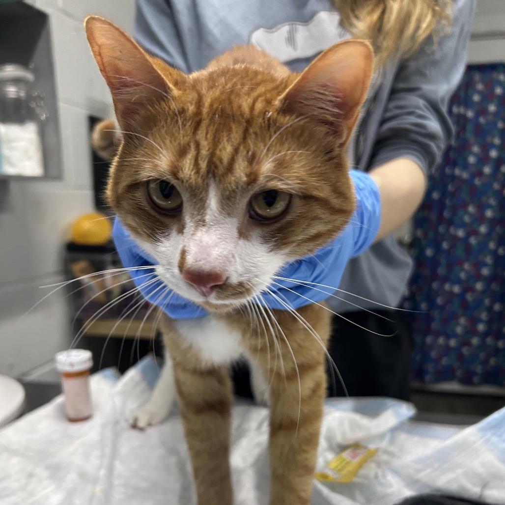 Toad, Adoptable, Young Male Domestic Medium Hair.