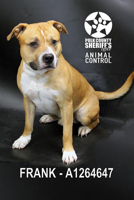 FRANK, Adoptable, Young Male American Bulldog & Mixed Breed.