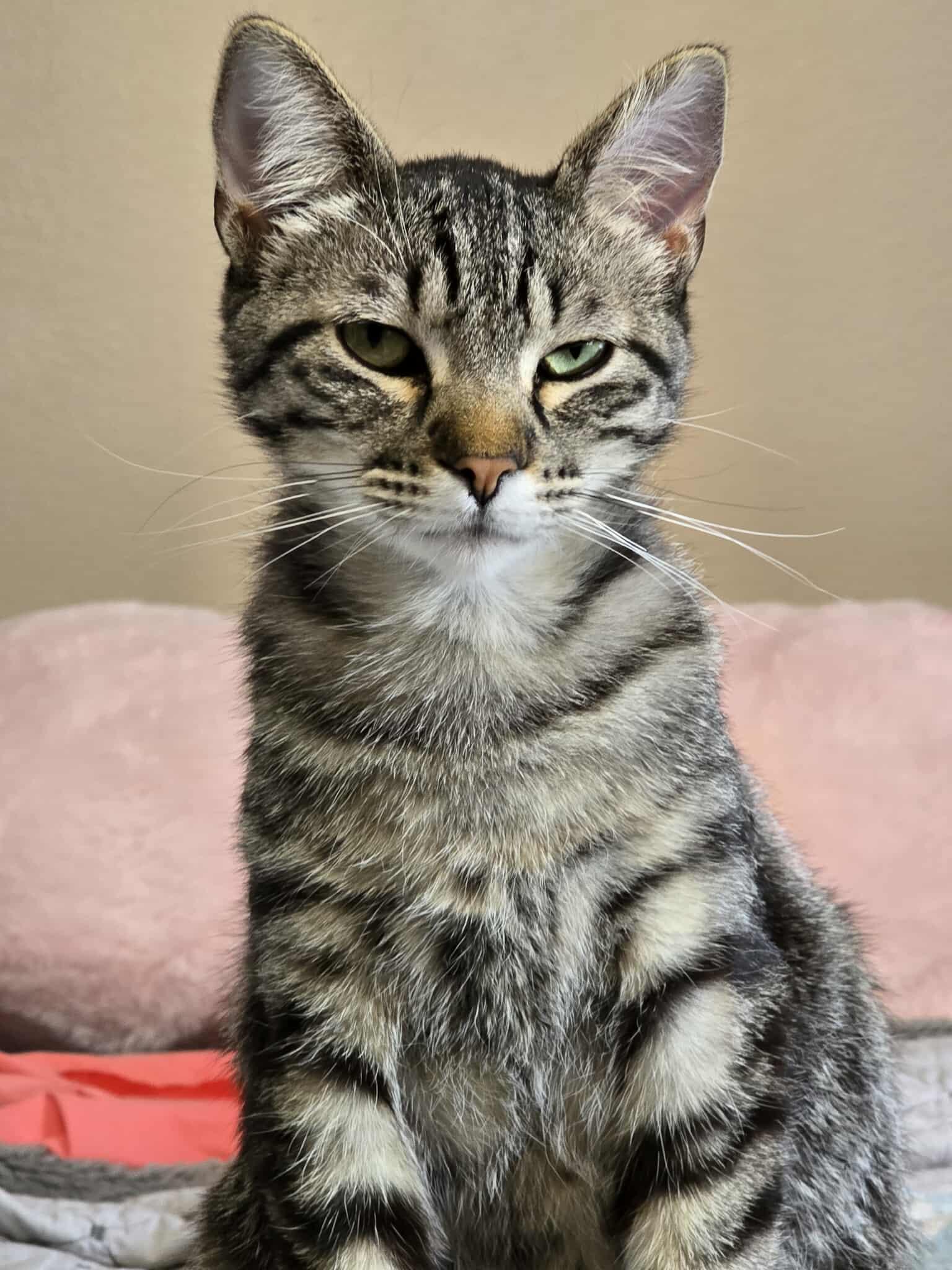 Yasmin, an adoptable Domestic Short Hair in Sioux Falls, SD, 57101 | Photo Image 3