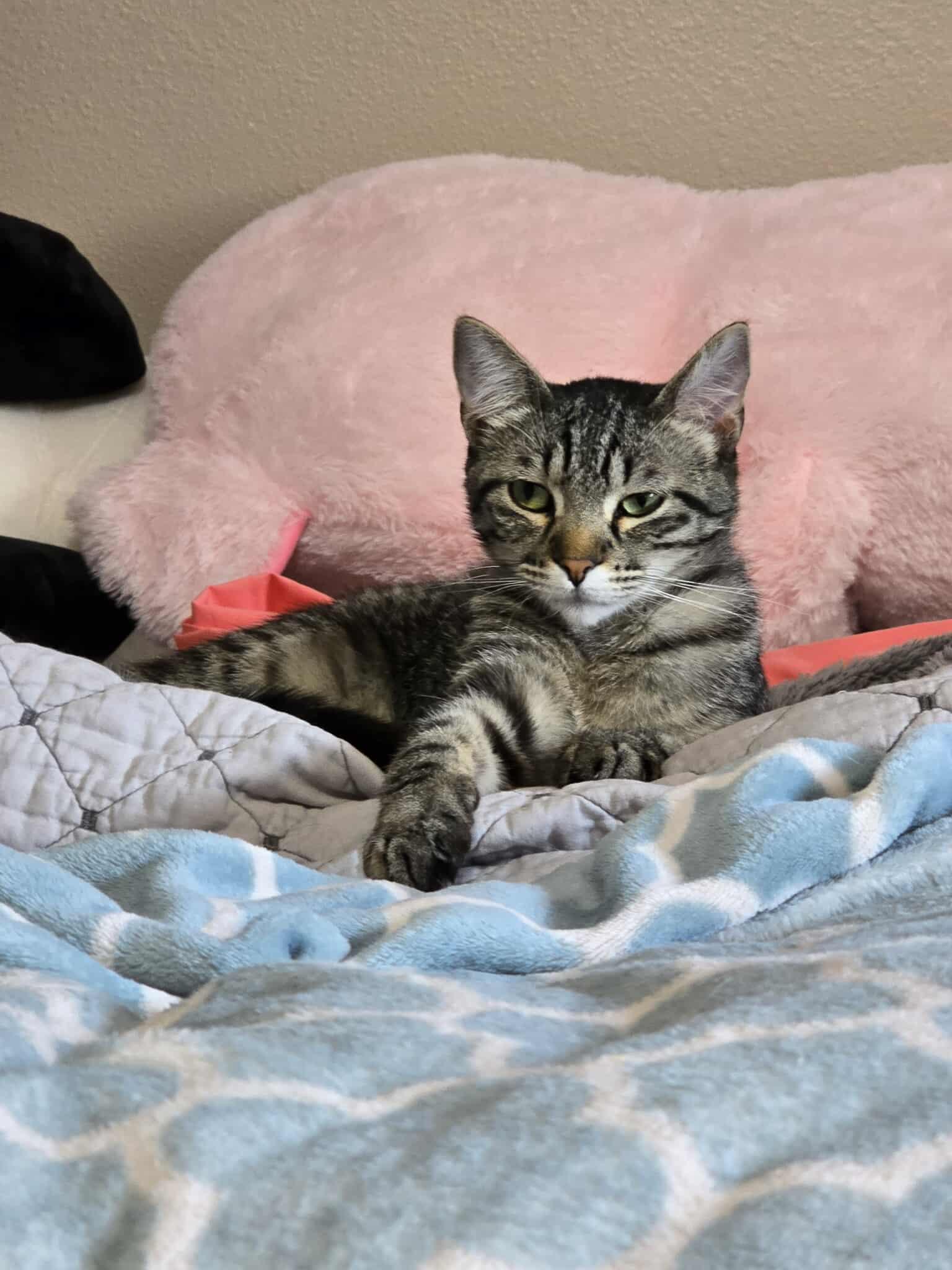 Yasmin, a Adoptable Domestic Short Hair in Sioux Falls, SD image 5/6