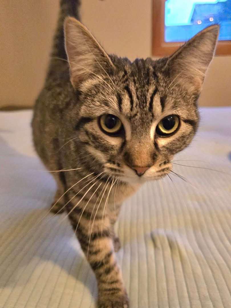 Yasmin, a Adoptable Domestic Short Hair in Sioux Falls, SD image 1/6