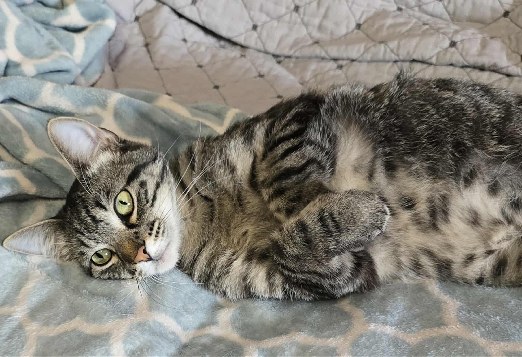 Yasmin, a Adoptable Domestic Short Hair in Sioux Falls, SD image 3/6