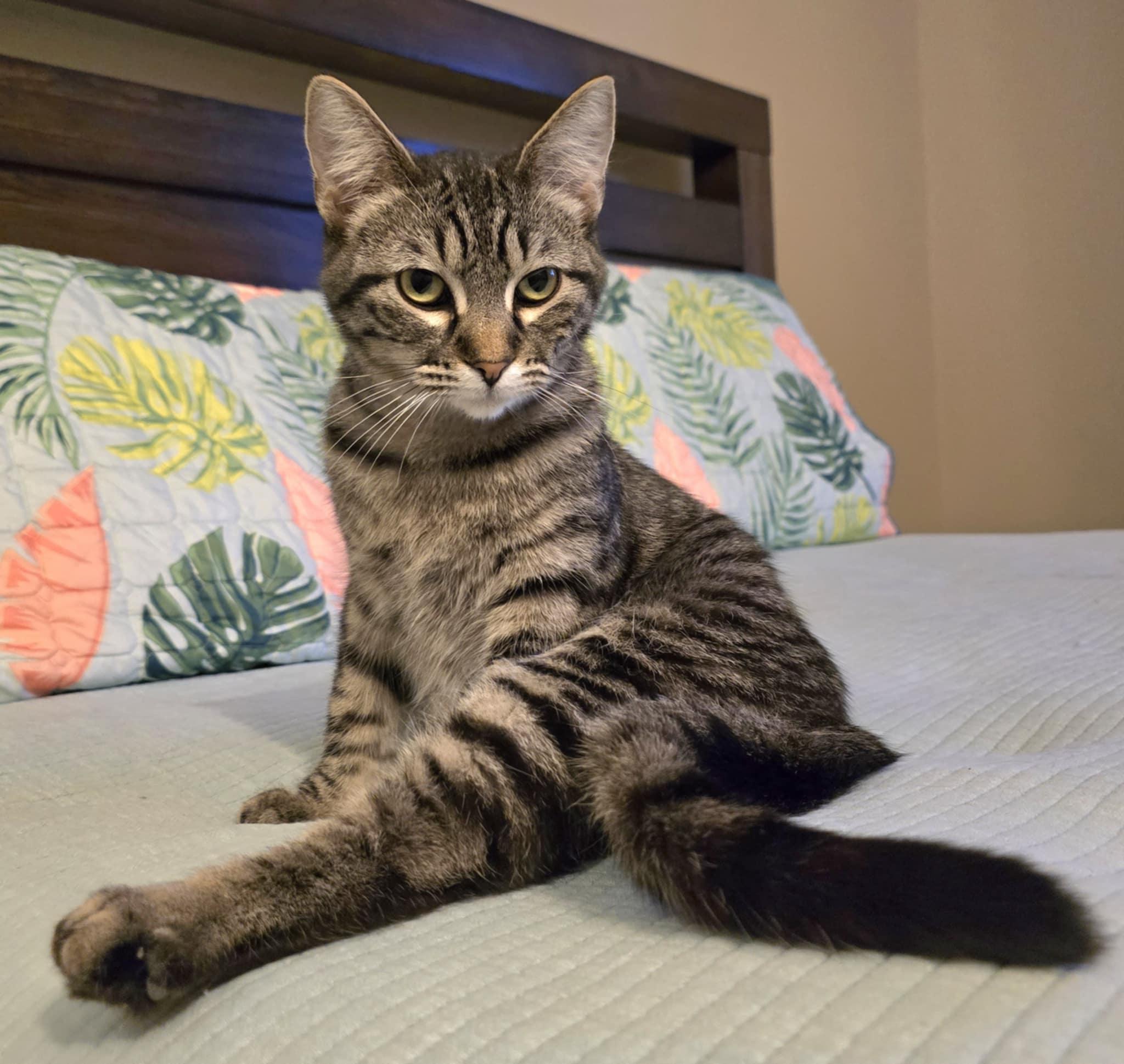 Yasmin, a Adoptable Domestic Short Hair in Sioux Falls, SD image 4/6