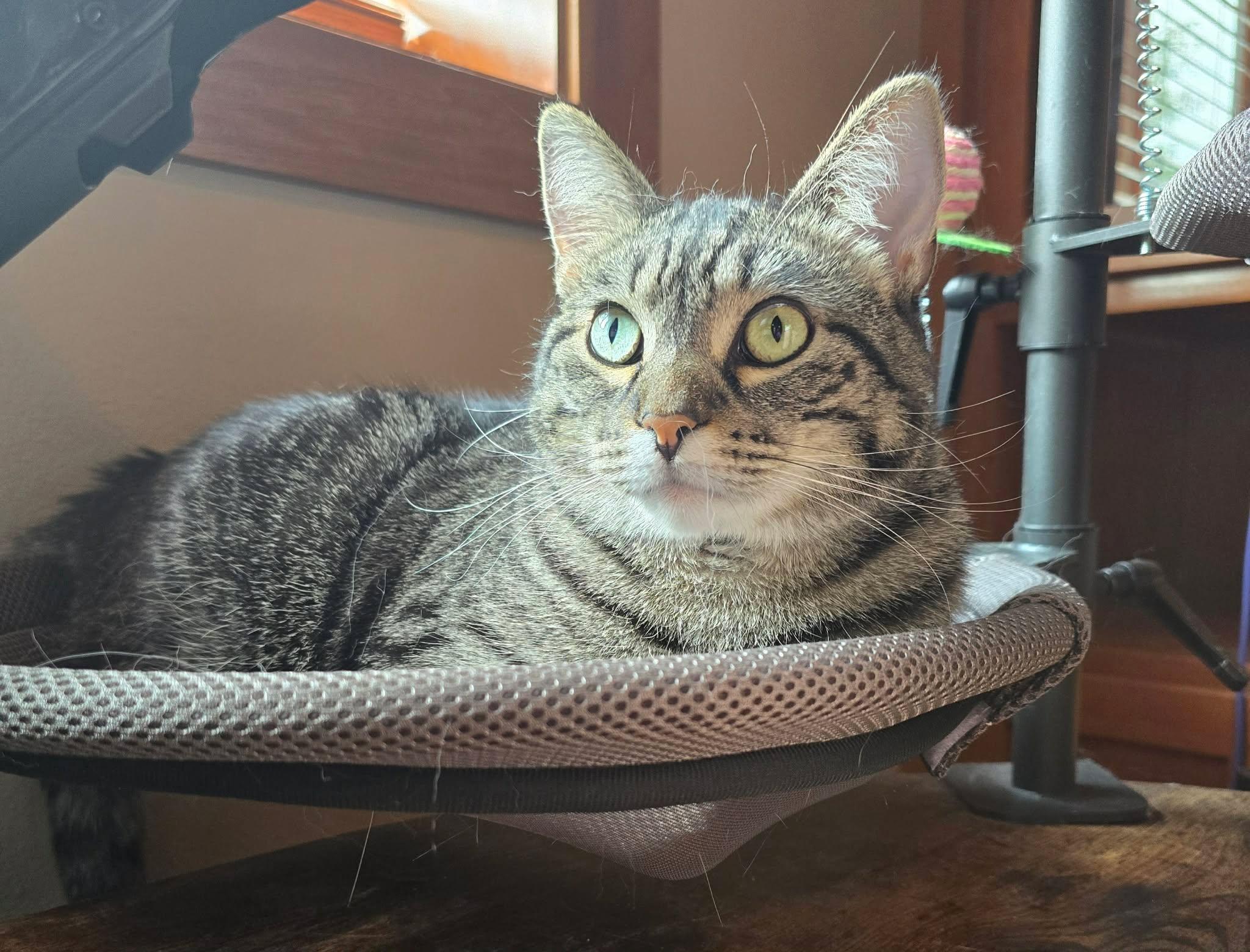 Enlarge Yasmin, a Adoptable Domestic Short Hair in Sioux Falls, SD image 6/6