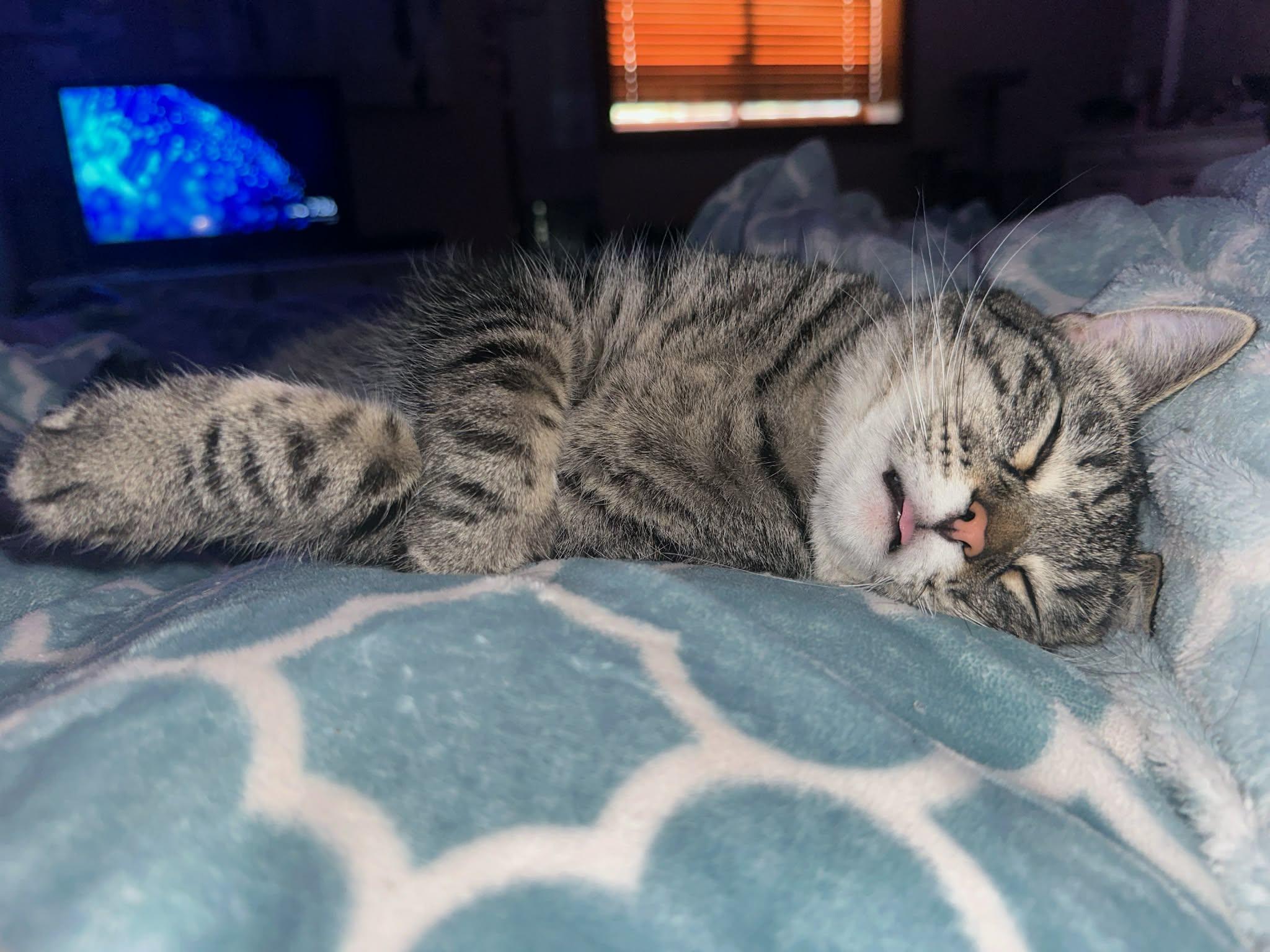 Yasmin, a Adoptable Domestic Short Hair in Sioux Falls, SD image 6/6