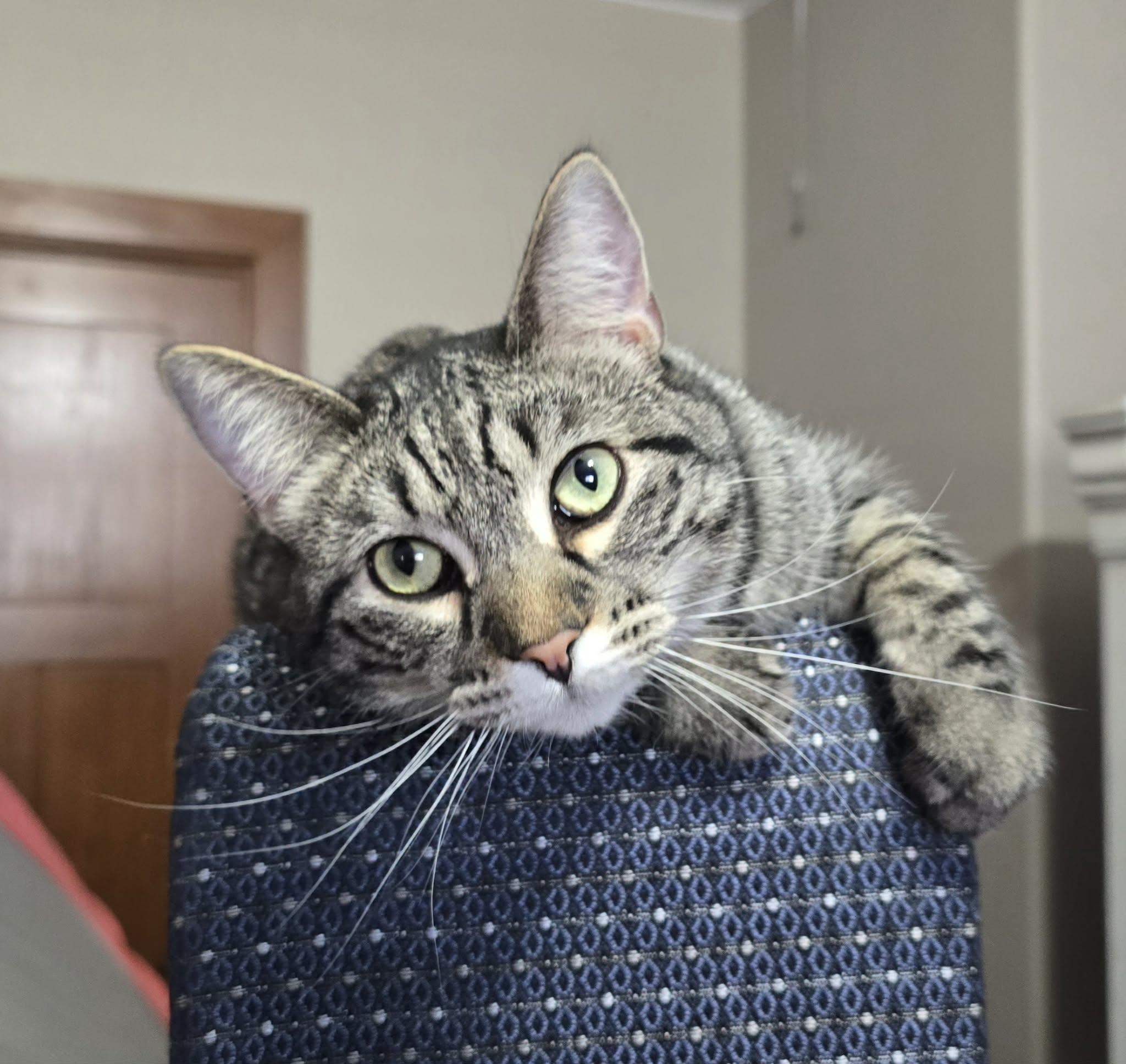 Enlarge Yasmin, a Adoptable Domestic Short Hair in Sioux Falls, SD image 6/6