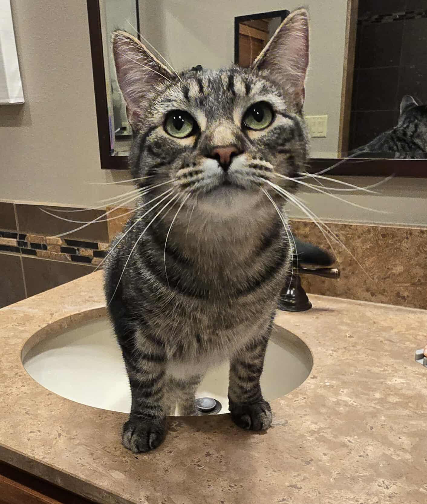 Yasmin, an adoptable Domestic Short Hair in Sioux Falls, SD, 57101 | Photo Image 4