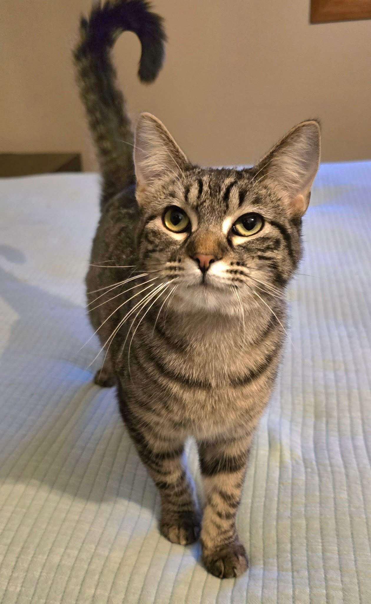 Yasmin, a Adoptable Domestic Short Hair in Sioux Falls, SD image 6/6