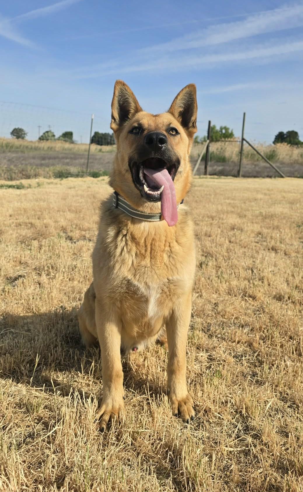 Enlarge Lan, a ADOPTABLE German Shepherd Dog in Othello, WA image 5/5