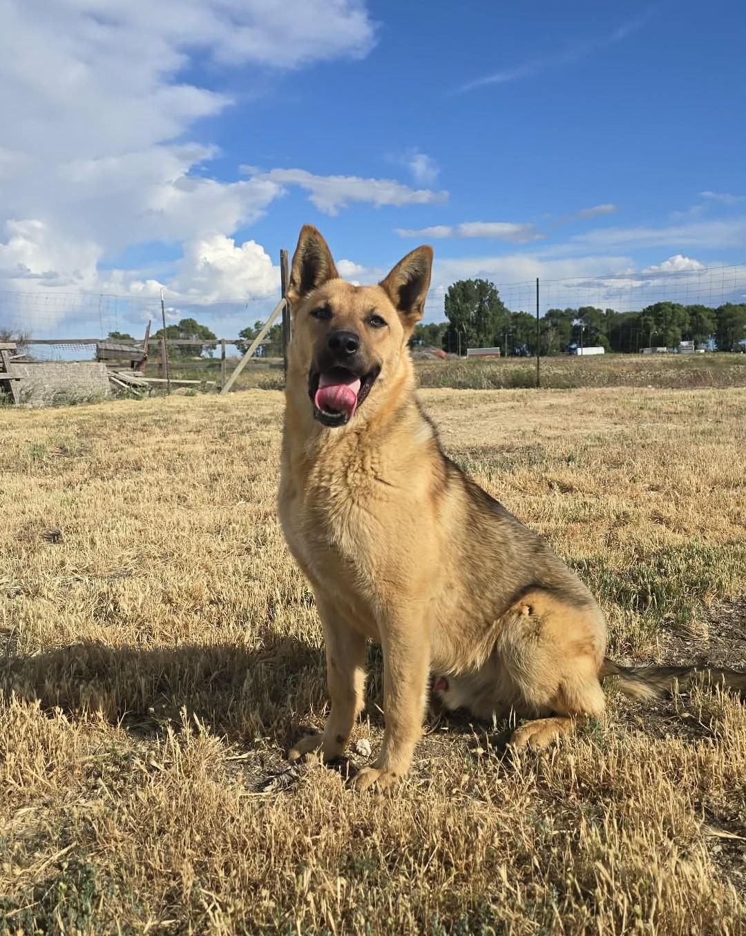 Enlarge Lan, a ADOPTABLE German Shepherd Dog in Othello, WA image 2/5