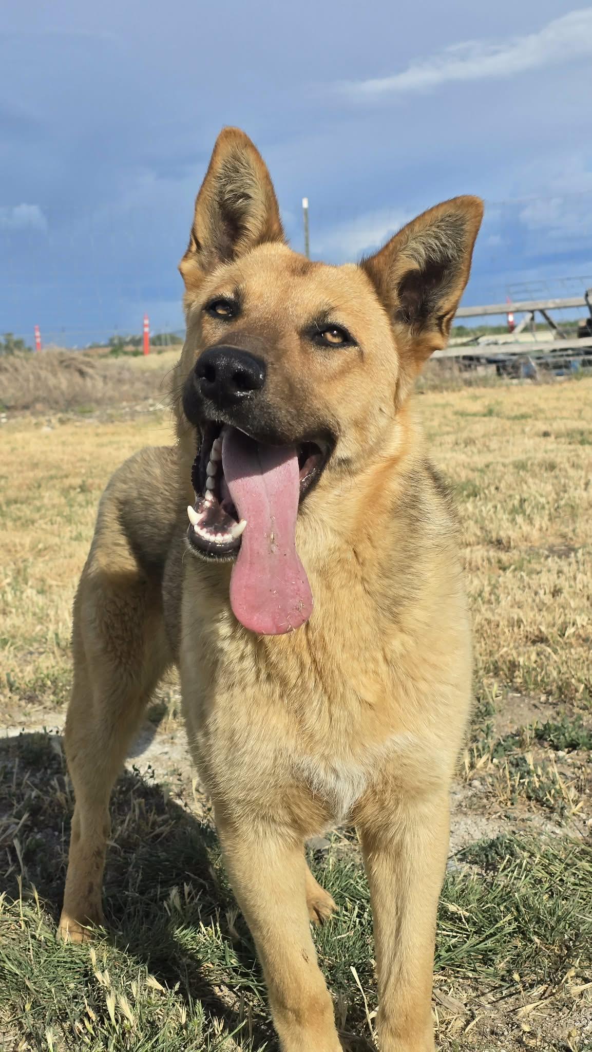 Enlarge Lan, a ADOPTABLE German Shepherd Dog in Othello, WA image 1/5