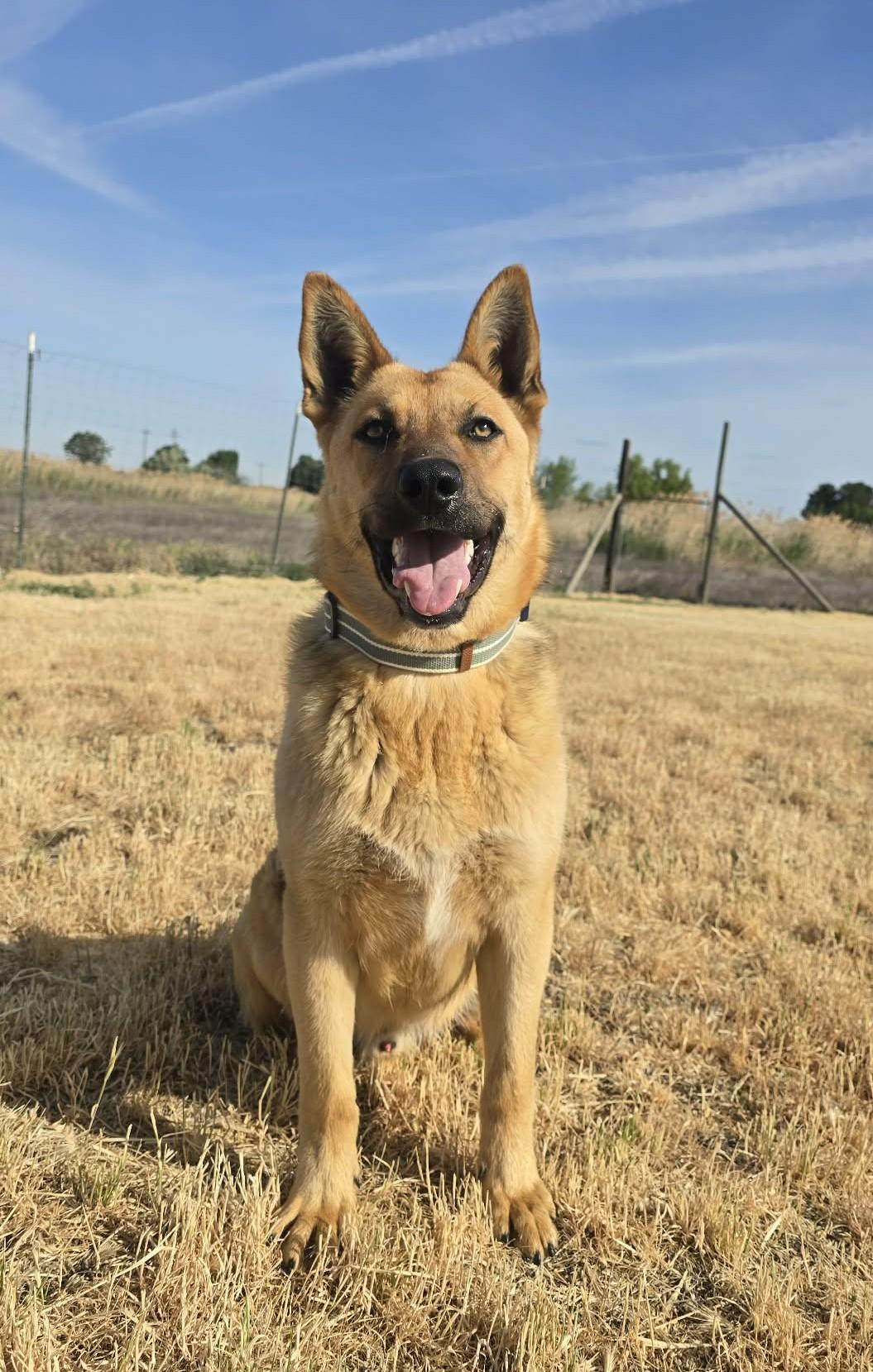 Enlarge Lan, a ADOPTABLE German Shepherd Dog in Othello, WA image 4/5