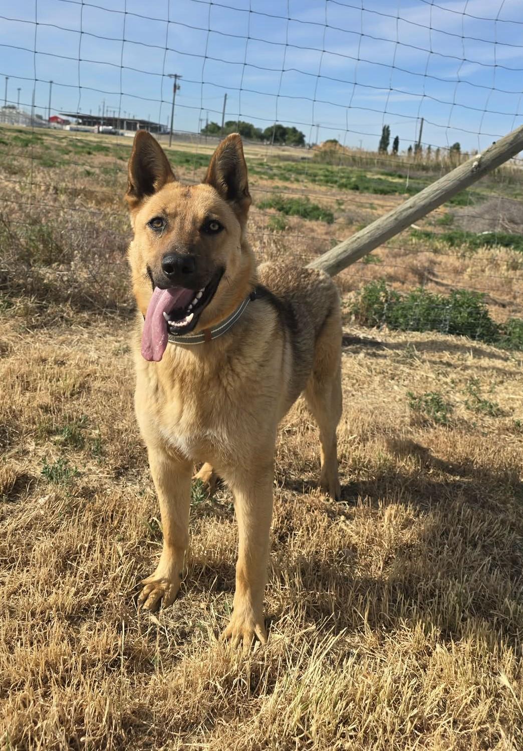 Enlarge Lan, a ADOPTABLE German Shepherd Dog in Othello, WA image 3/5